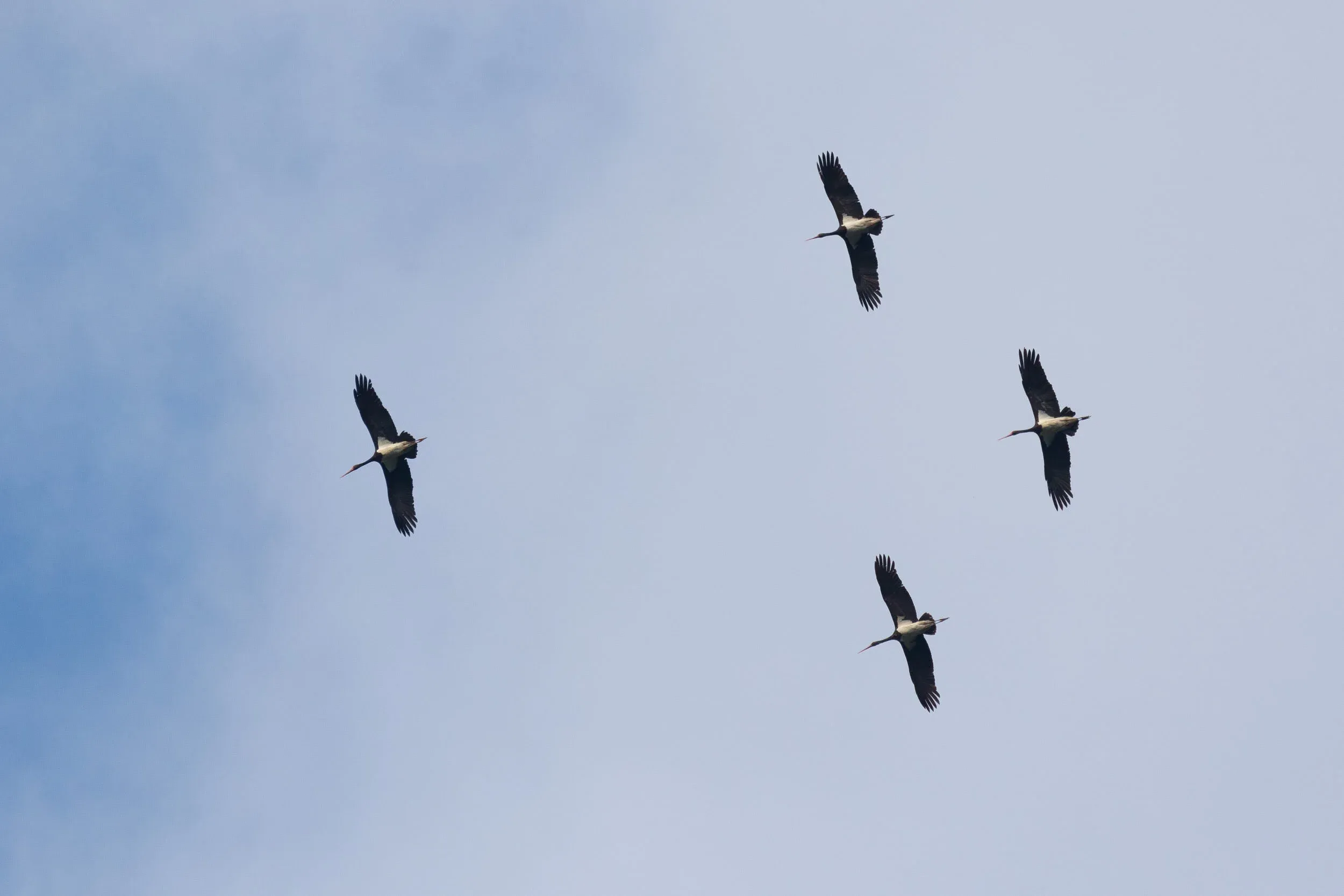 September 26th. Black Storks.