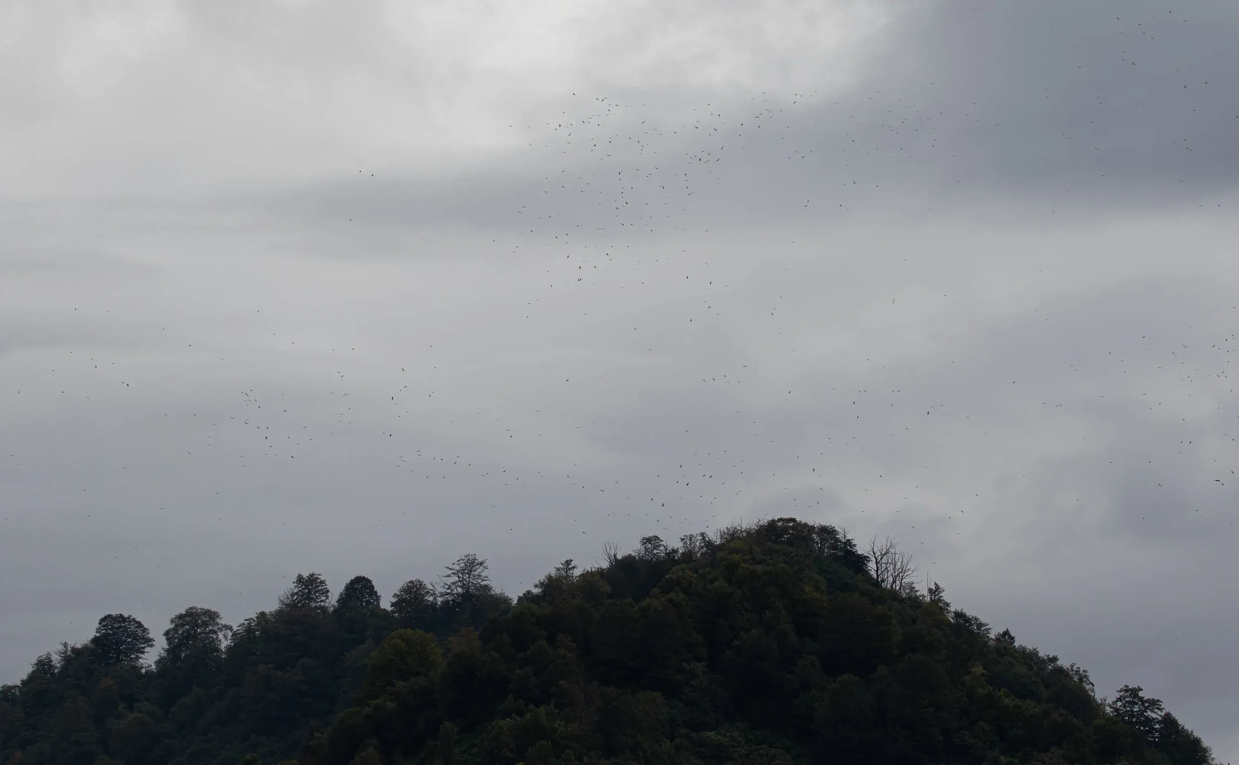 September 29th. A clusterfuck of Steppe Buzzards over Little Ginger.