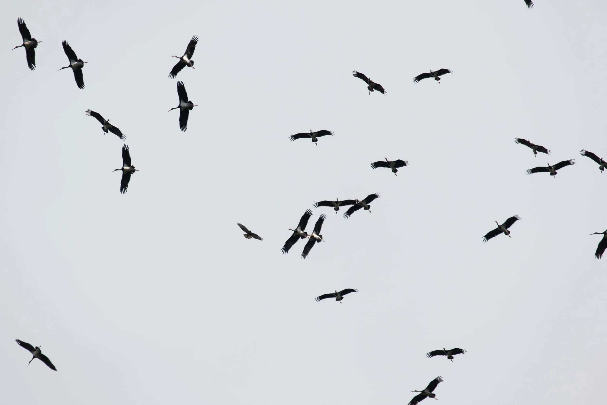 September 29th. A few overhead Black Storks and a single Steppe Buzzard.