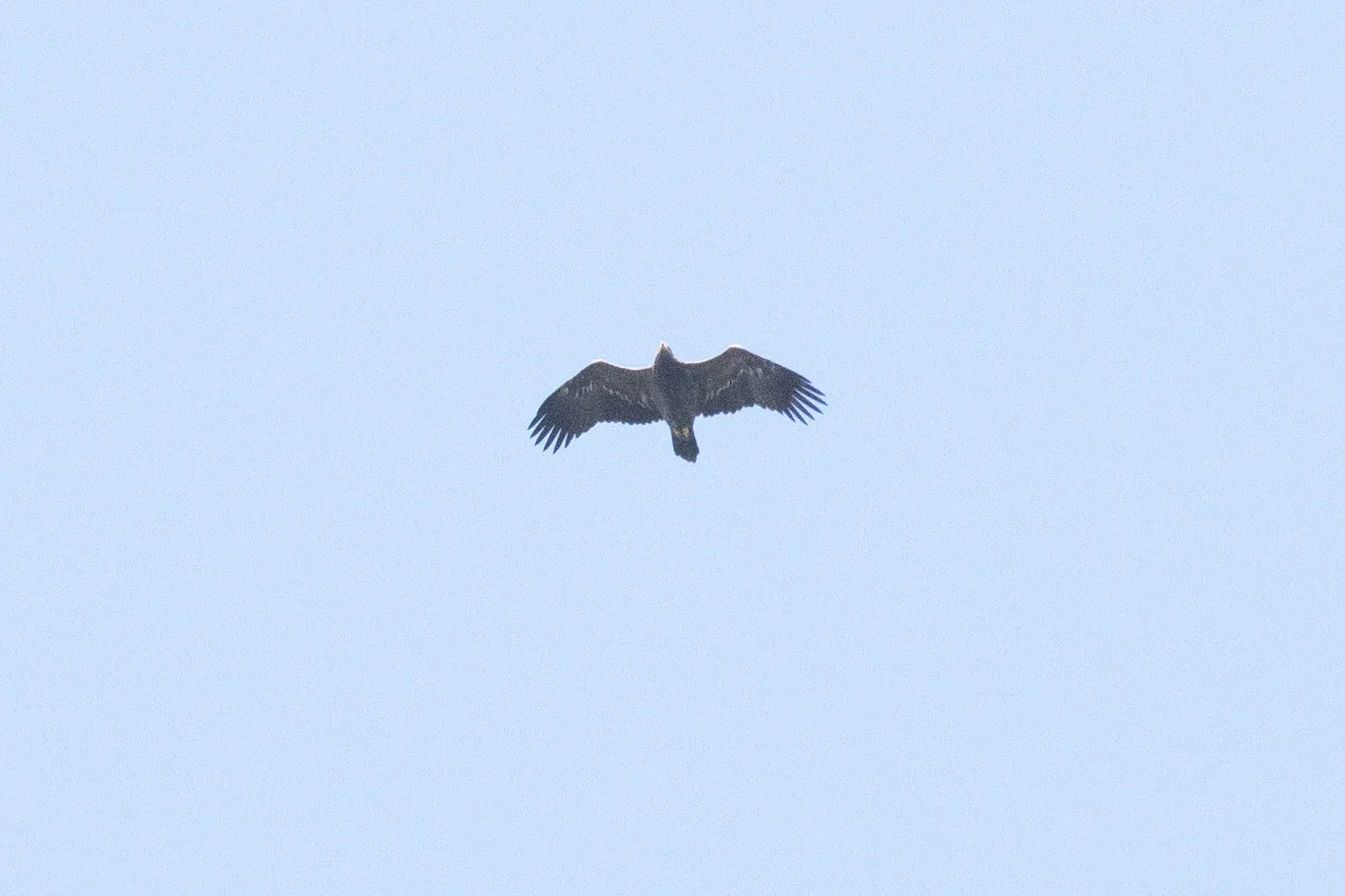 September 30th. An adult Steppe Eagle doing what they do best: passing high overhead, almost unnoticed. Despite not showing the dark trailing edge clearly, the trailing edge is substantially serrated, the primaries are very long and the legs are short.
