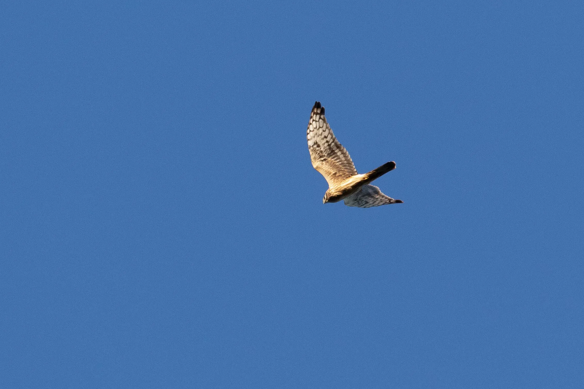 October 1st. A juvenile Hen Harrier. Ageing (and thus sexing) of female-colored birds in this species is genuinely hard. One of the most important things to look for is the barring in the arm: it is always very distinct in adult females, but fainter in juveniles. There is some overlap and then it helps to look at the width of the dark trailing edge to the hand: it’s just marginally less wide in the arm vs. the hand in juveniles, but most often substantially narrower in the hand than the arm in adult females.