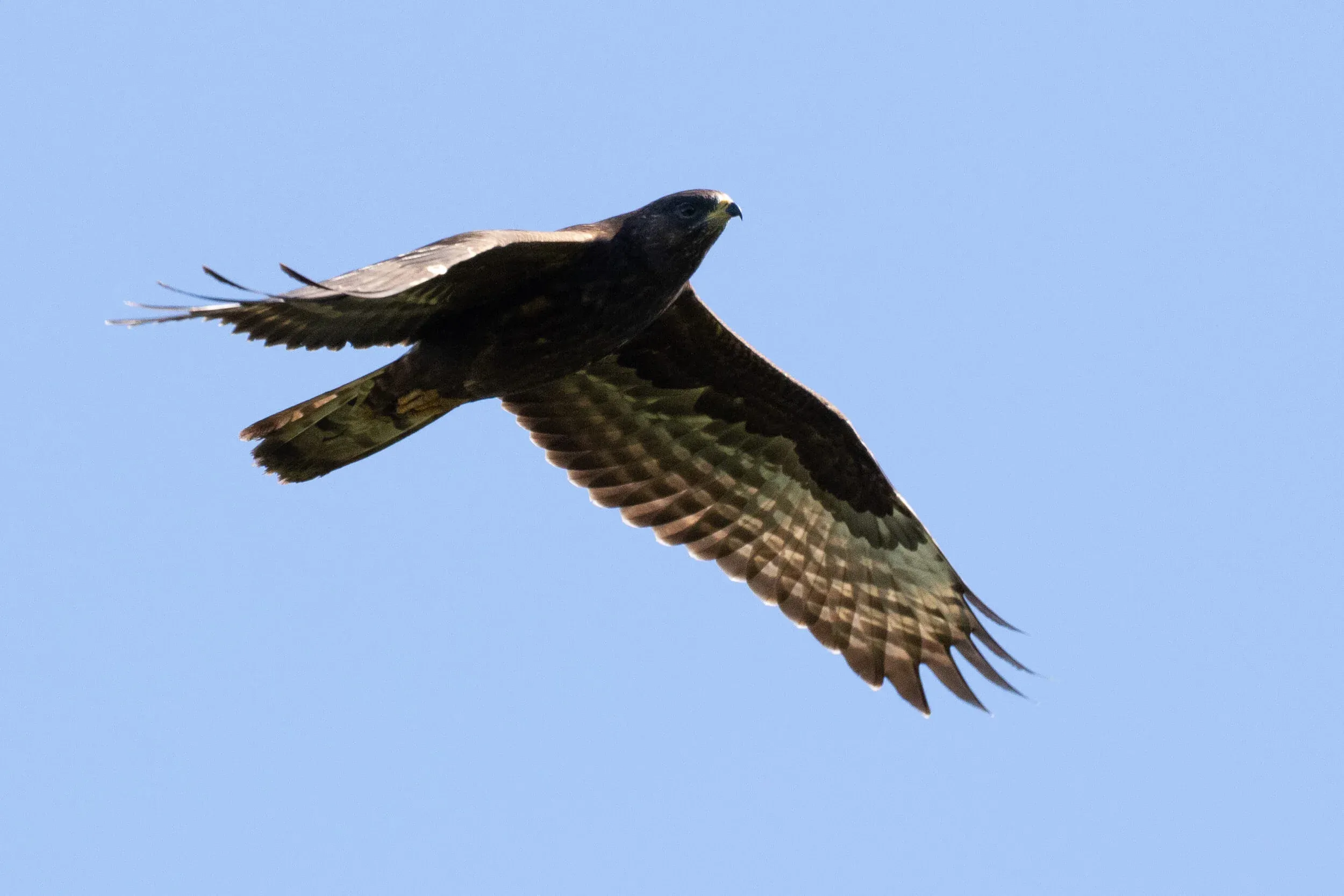 October 1st. A juvenile Honey Buzzard.