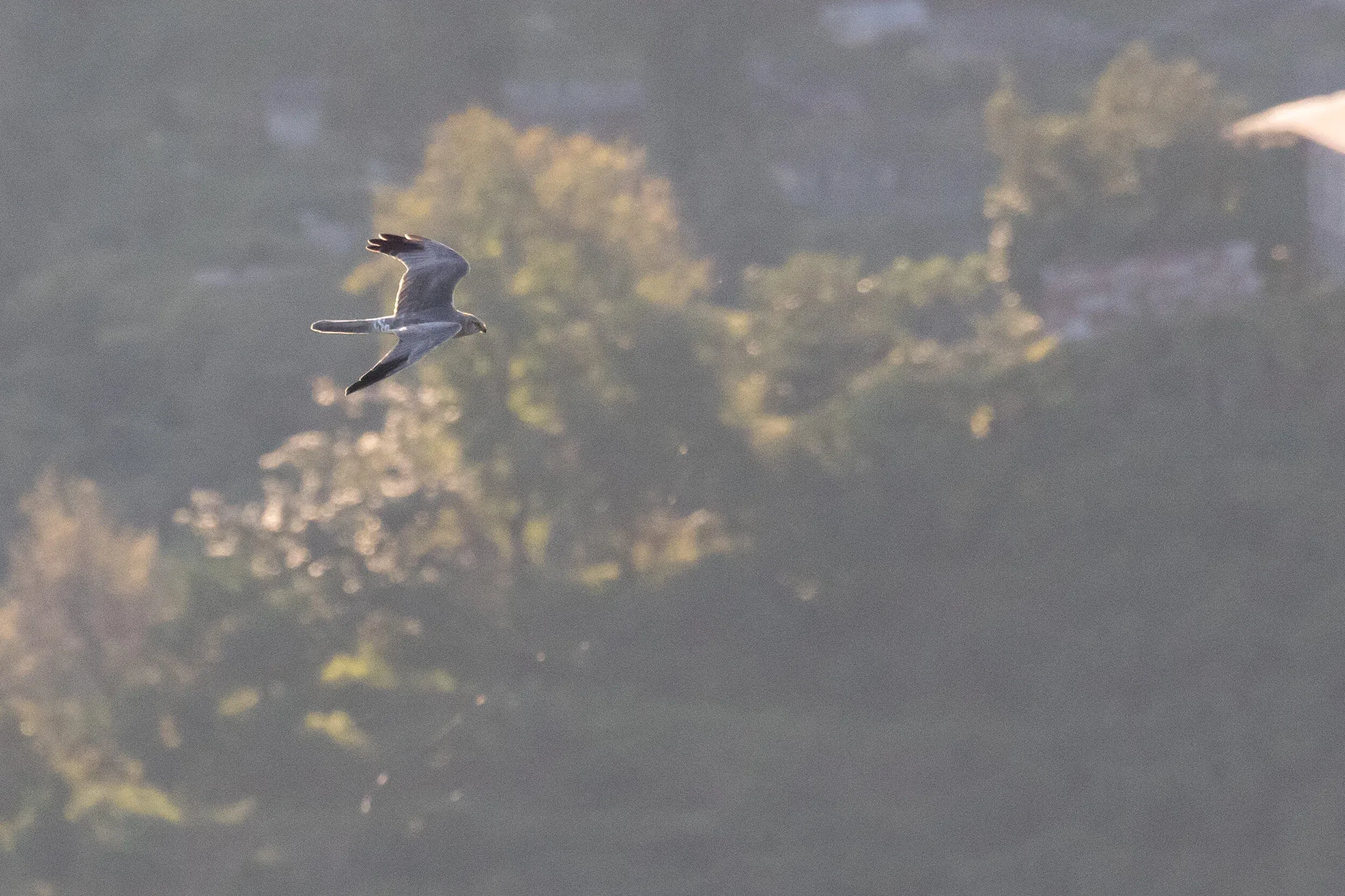 October 2nd. Finally, an adult male Pallid Harrier on a photo!