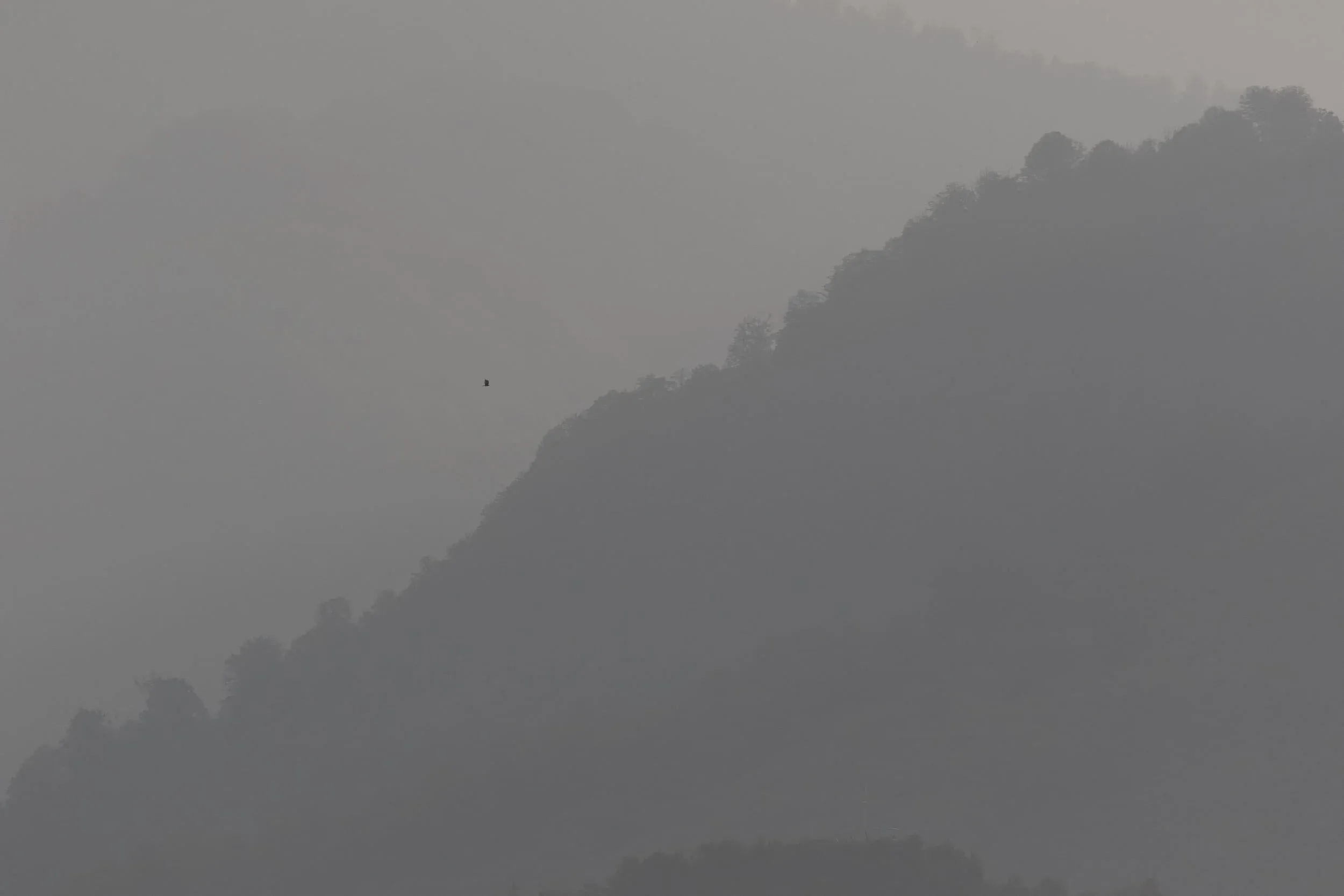 October 6th. Usually the skies more or less clear up in October, but not this year. Most days our visibility was ridden with intense haze, resulting in almost black-and-white light conditions. This photo is a perfect example of that, but has not been converted to black-and-white, it’s full-colour in fact. It’s good our counters become experts at identifying species from silhouettes. :-)
