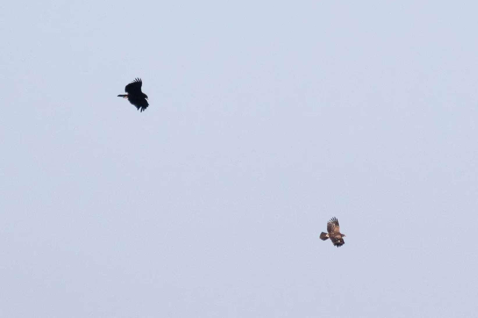 October 10th. Juvenile Lesser Spotted (right) and juvenile Greater Spotted Eagle (left).
