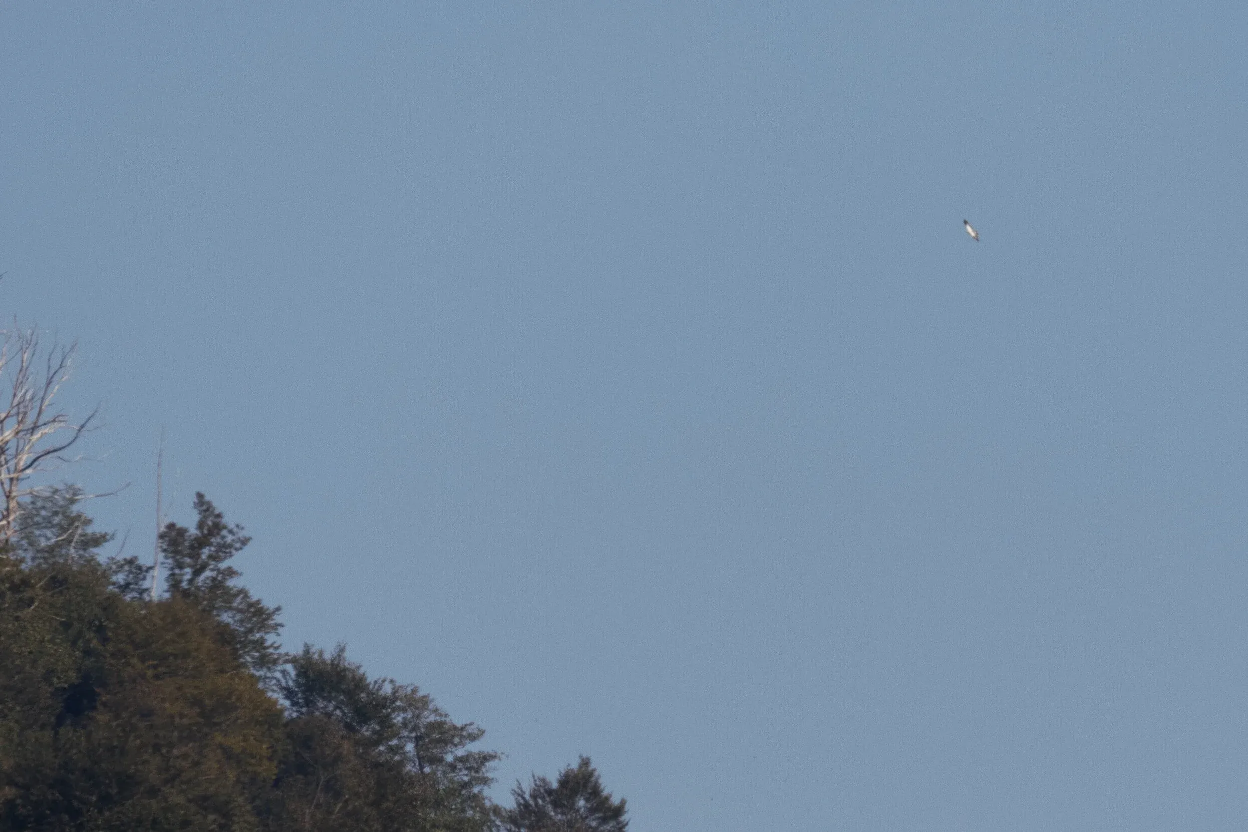October 10th. Crappy record-shot of a very — very — distant ‘fulvescens’-type Greater Spotted Eagle. You’re looking at the upperwing of the bird. Very striking…