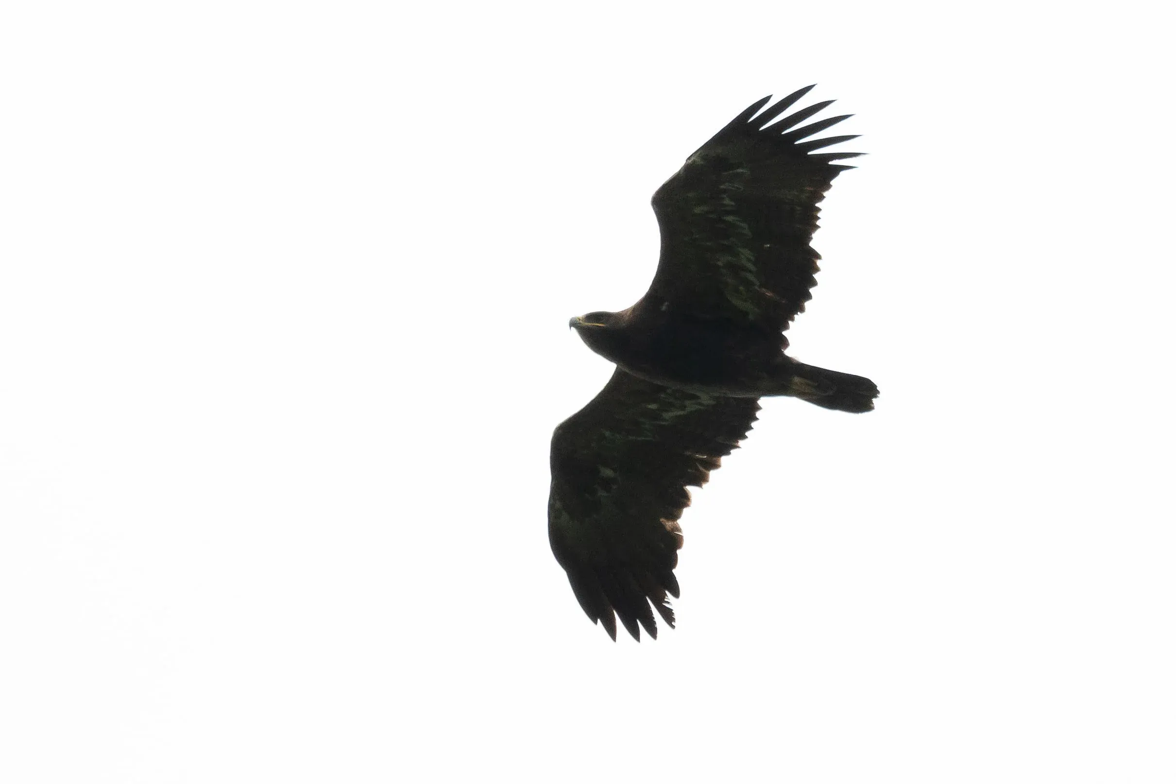 October 11th. Subadult Steppe Eagle. Same bird as previous.