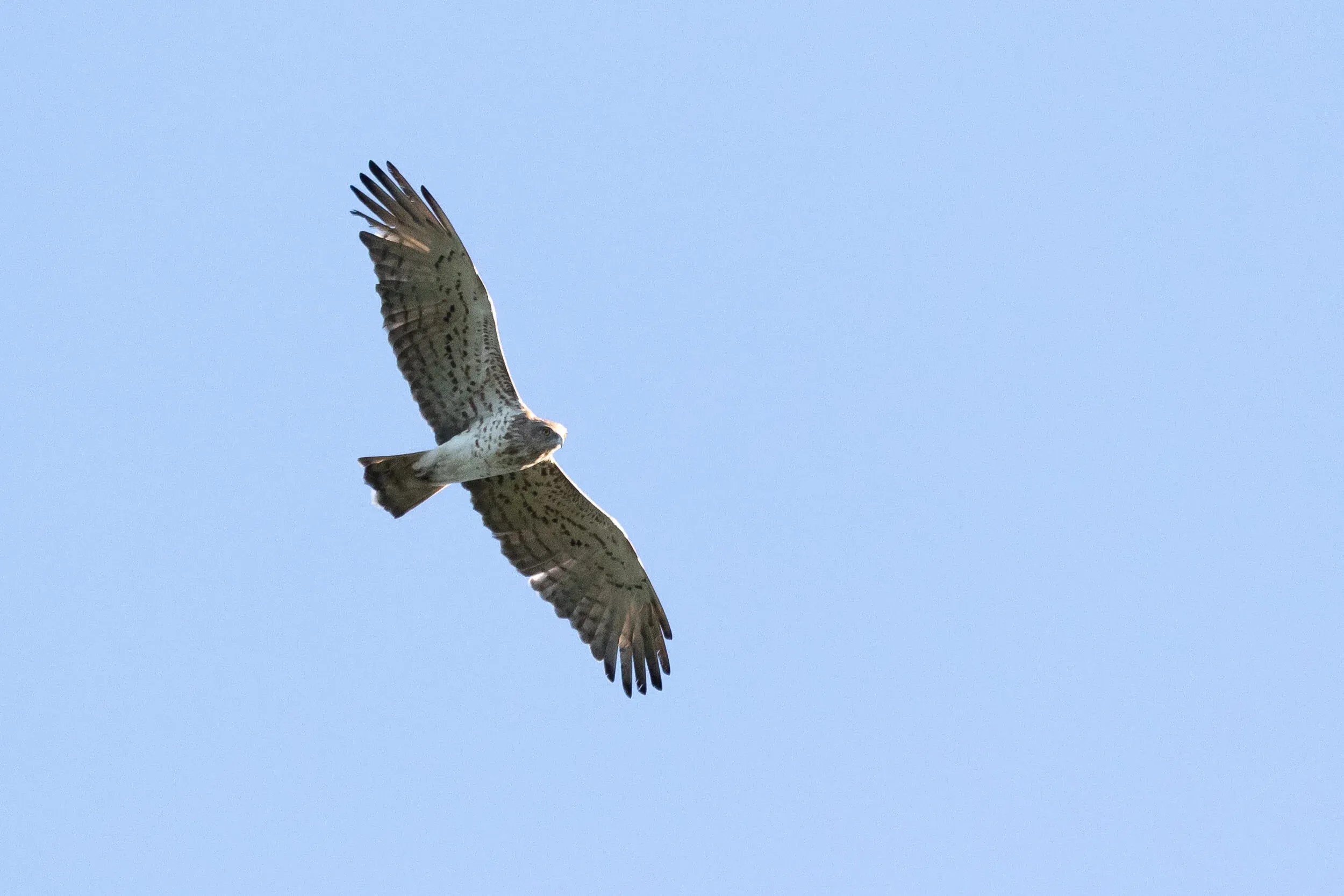 October 13th. An adult Short-toed Eagle.
