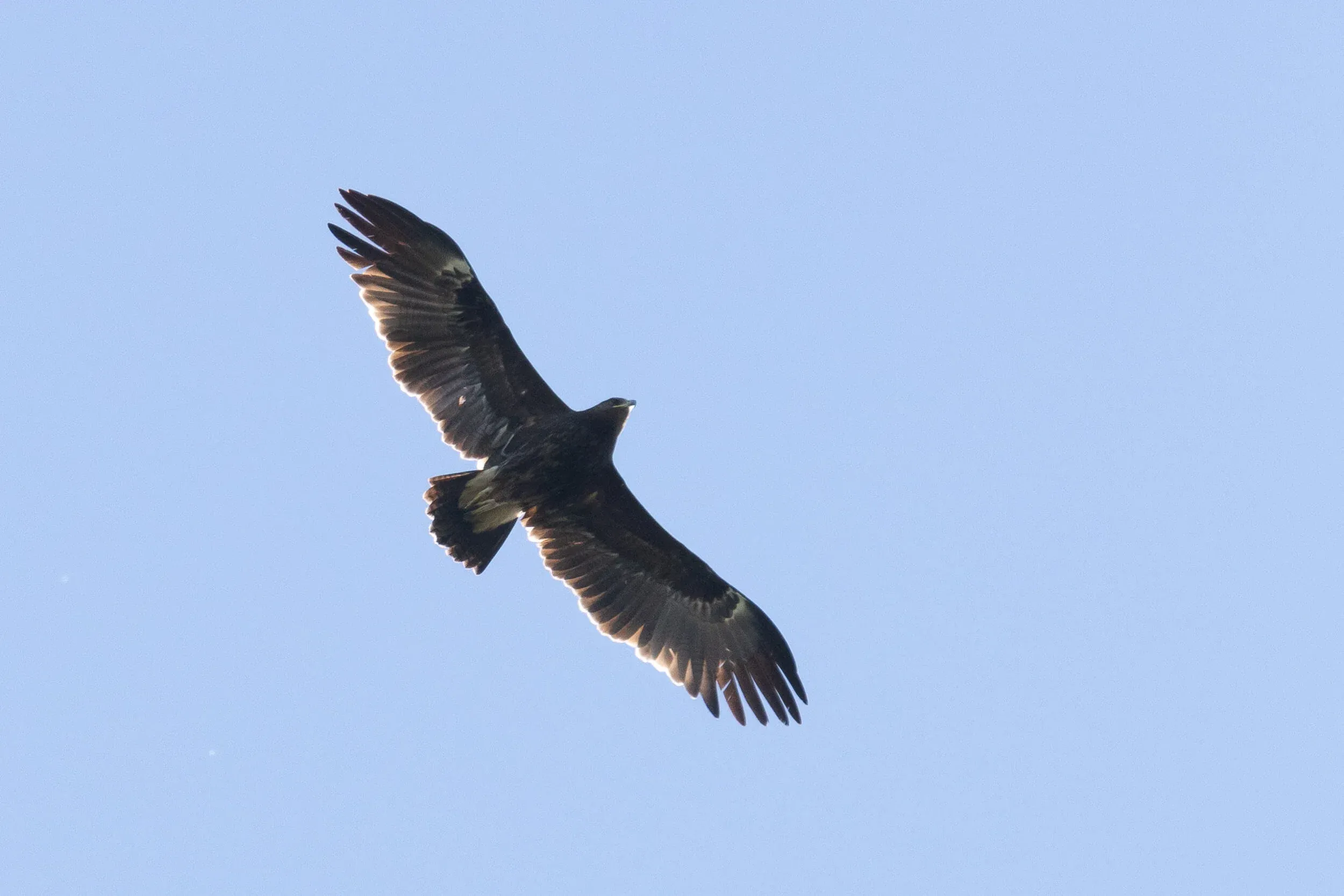 October 13th. An immature Greater Spotted Eagle. Probably 3rd calendar year, given just a bit more than half the secondaries are replaced and 2 moult-fronts are visible in the primaries.