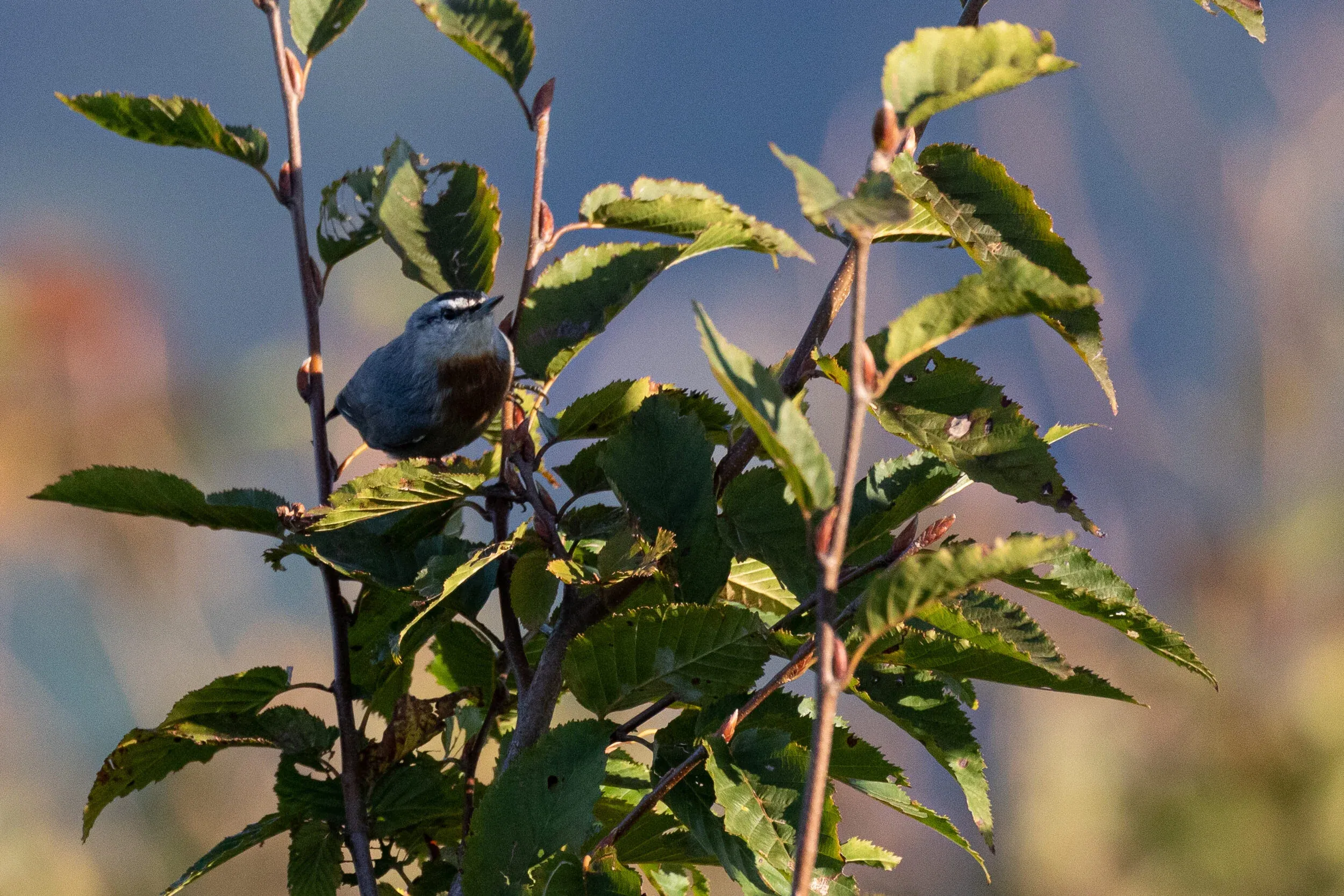 October 14th. A visit of a Krüper’s Nuthatch to the station marked the start of the best day of the 2019 Season.