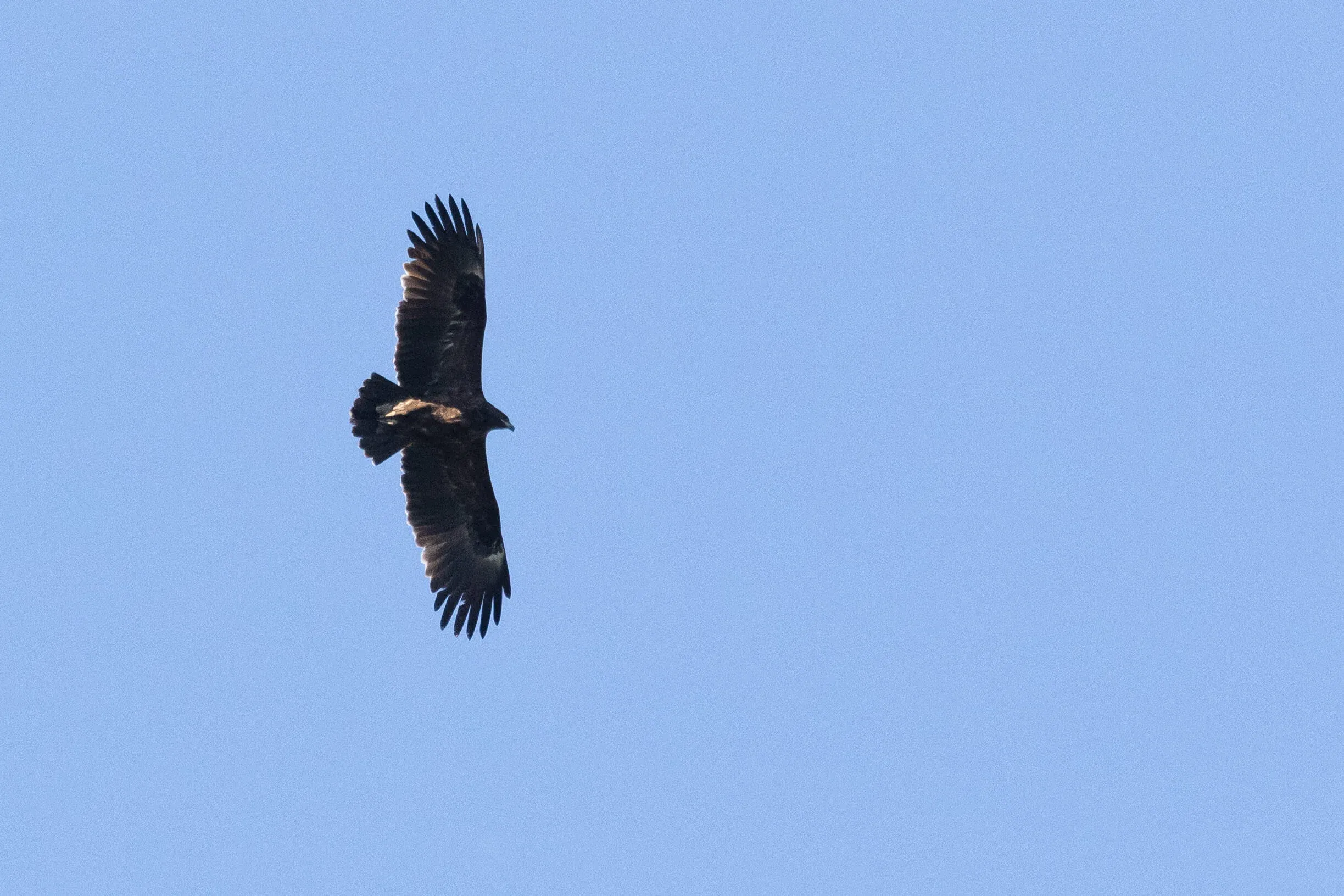 October 14th. An immature Greater Spotted Eagle, probably a >3cy bird, with very clear carpal flashes.