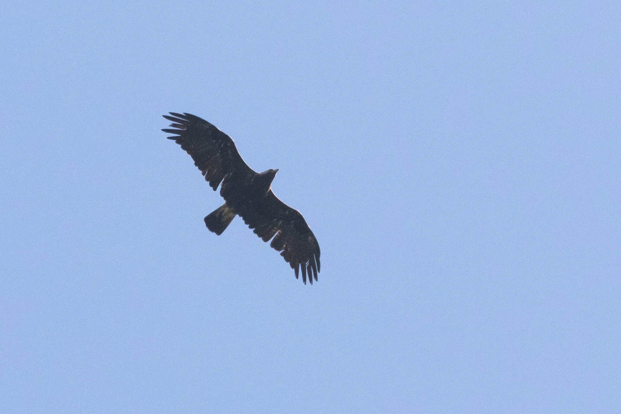 October 14th. And an adult Imperial Eagle…