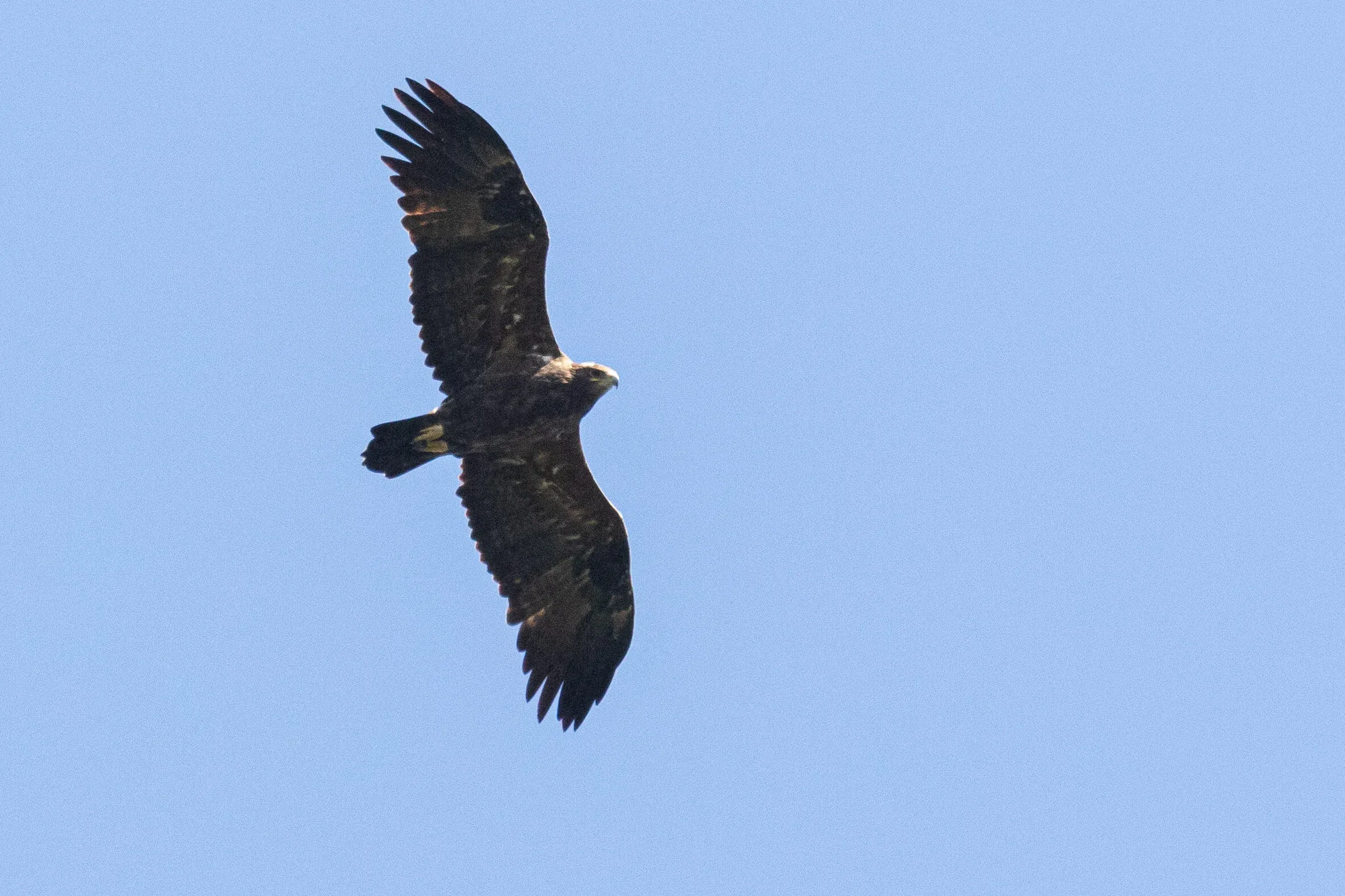 October 14th. The absolute highlight of the day, however, were the incredible number of Steppe Eagles. By the end of the day we had counted 70 of them, a new BRC record. Because 90% of the birds passed very close to us, and the light was perfect to assess wing-barring, identification was a breeze and it was: So. Much. Fun. — An adult Steppe Eagle on this picture.