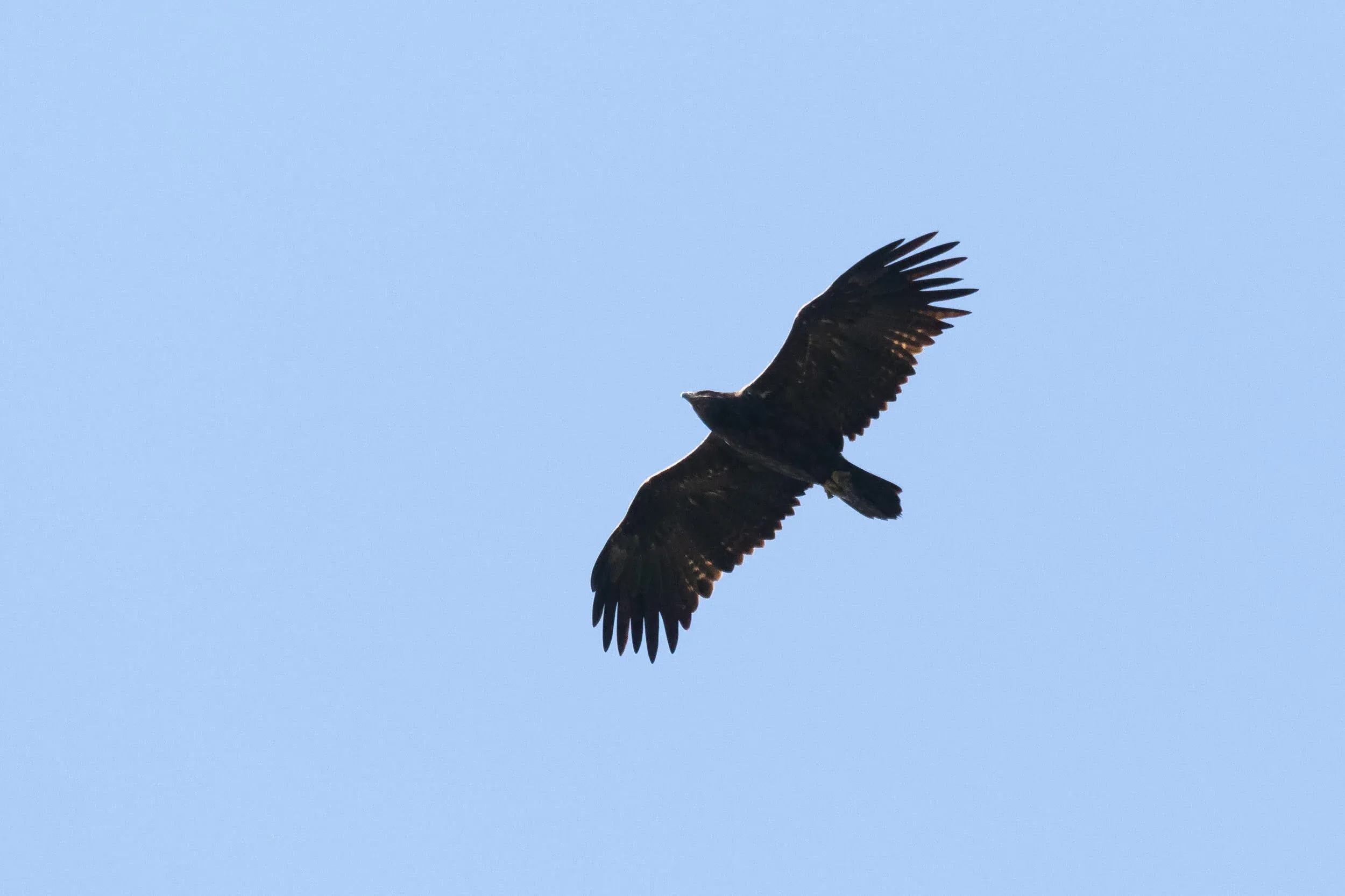 October 14th. Another adult Steppe Eagle.