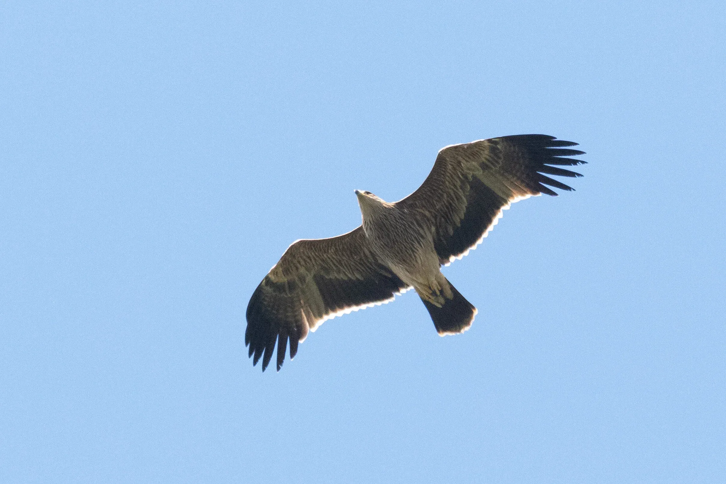 October 14th. And so did a juvenile Imperial Eagle…