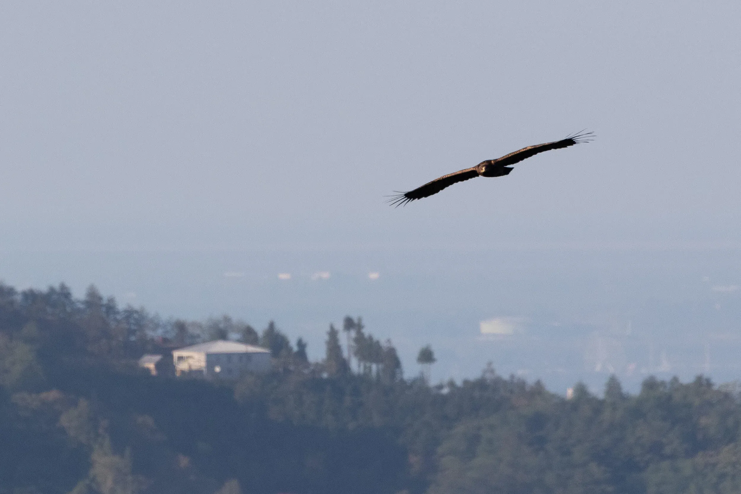 October 14th. An adult Steppe Eagle approaching…