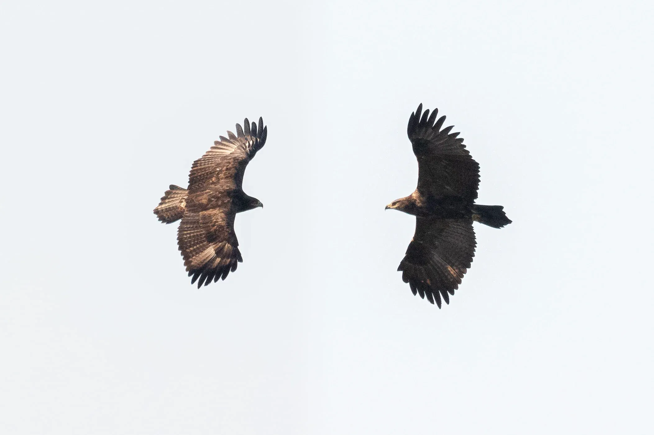 October 14th. Photo-compilation of the adult Steppe Eagle showing both nicely the upper- and underparts. Same bird as previous.