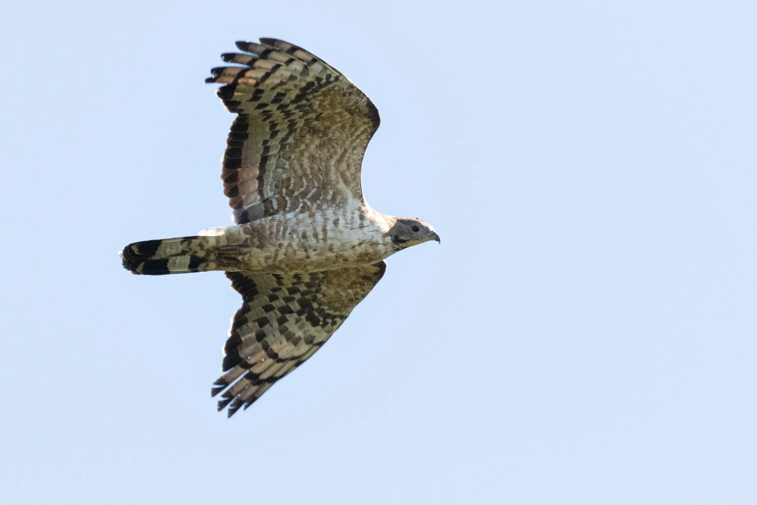 October 16th. Boom! Out of nowhere an adult male Crested Honey Buzzard showed up and gave a very close flyby. P5 is still growing in this bird, so it is fairly short, but it nicely shows how moult of the primaries is more progressed in this species than in European Honey Buzzards.