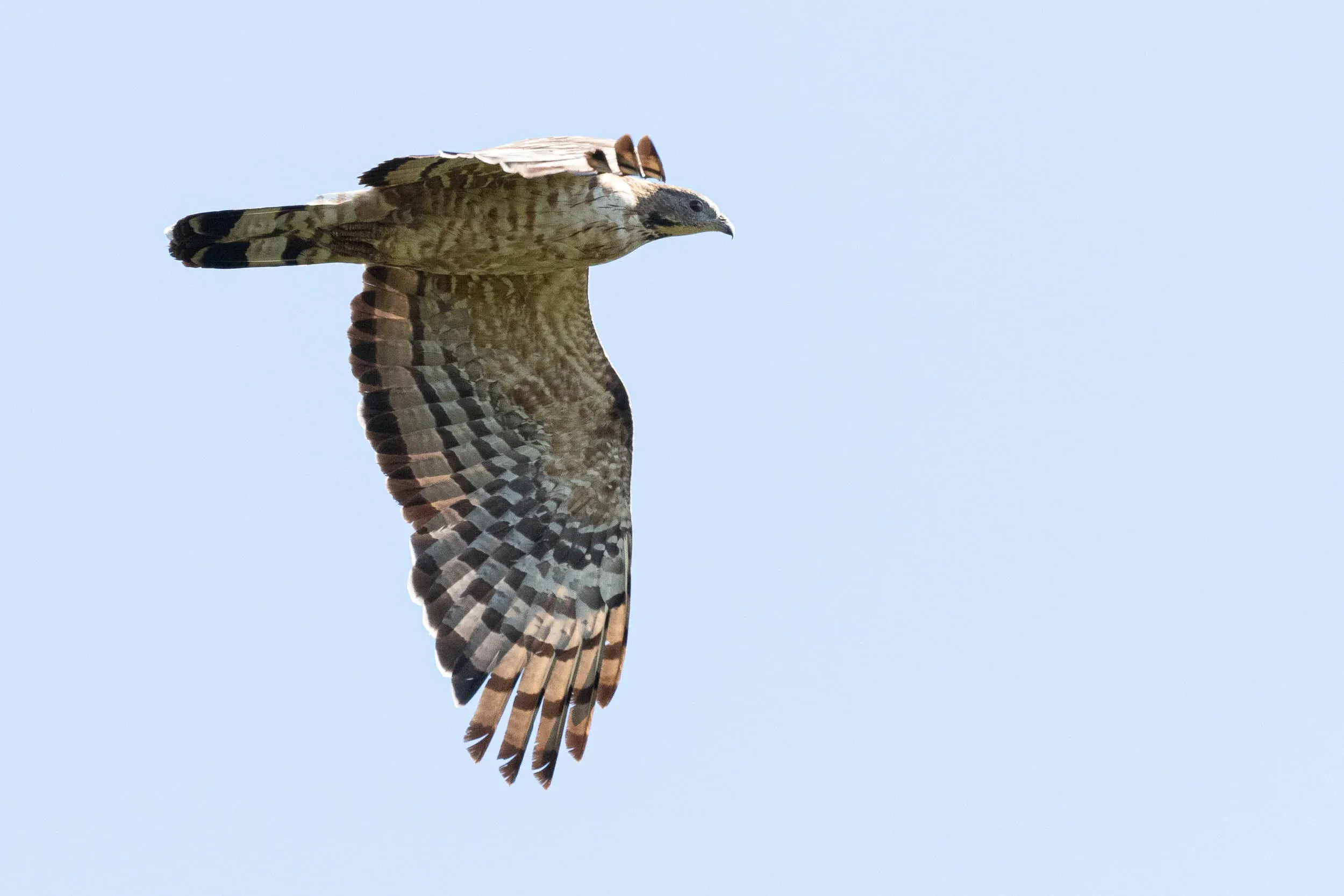 October 16th. Same bird as previous. A remarkable record: the latest Crested ever recorded by BRC. The previous latest ever was in 2018 when a Crested was seen on the 11th of October.