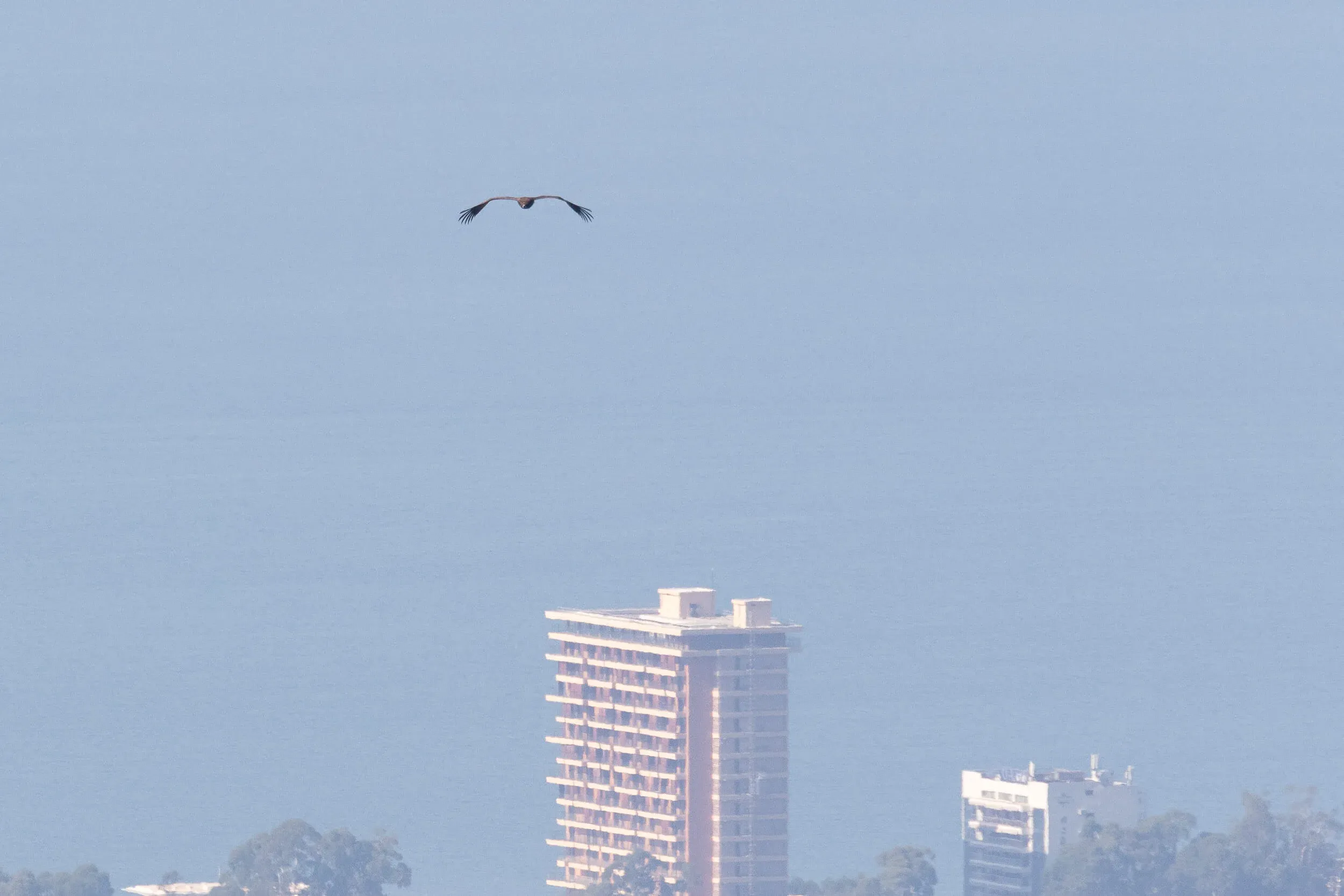 October 16th. Another highlight of this day: a vulture, and a black one at that!
