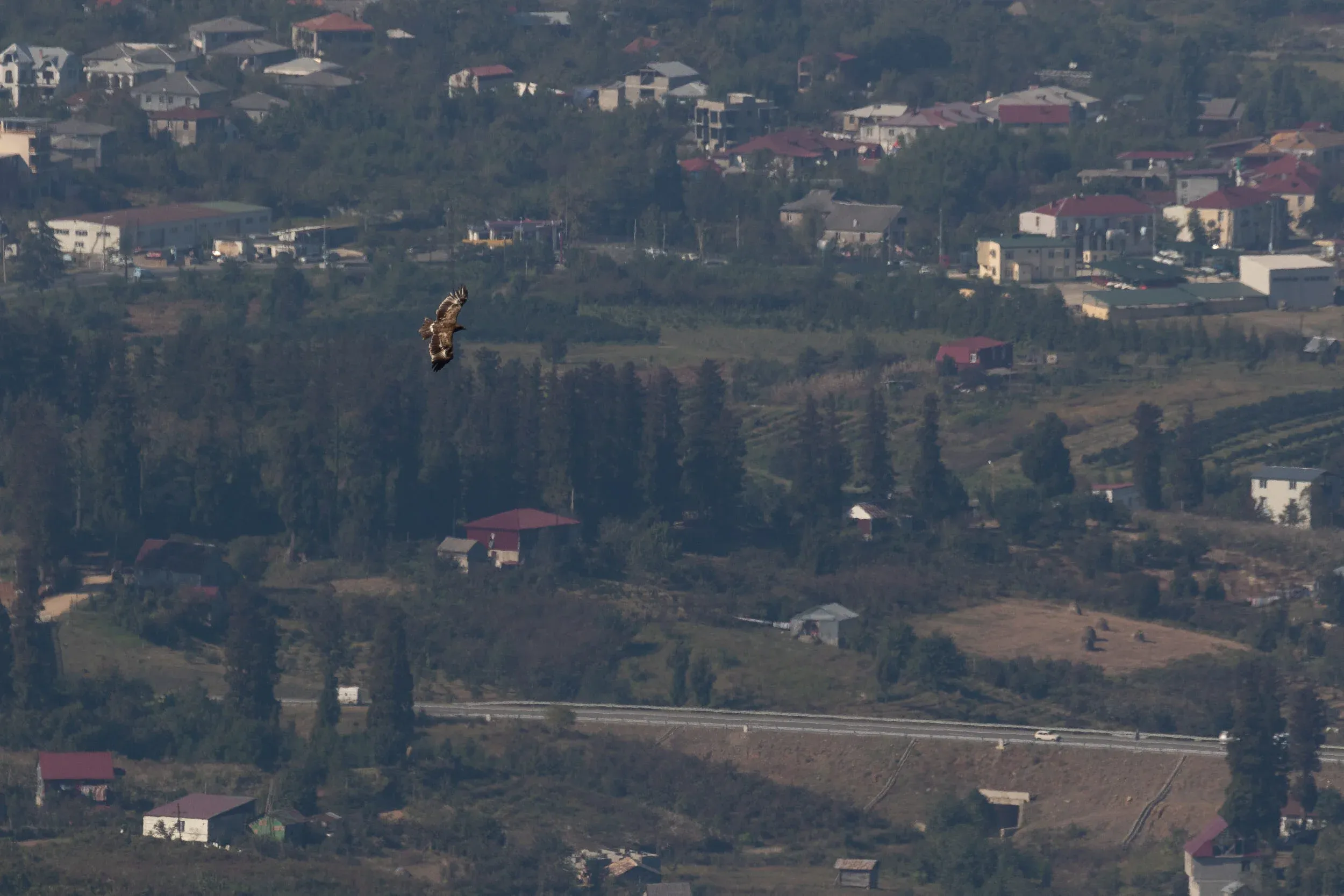 October 16th. An immature (2cy) Steppe Eagle flying over the village of Shuamta.