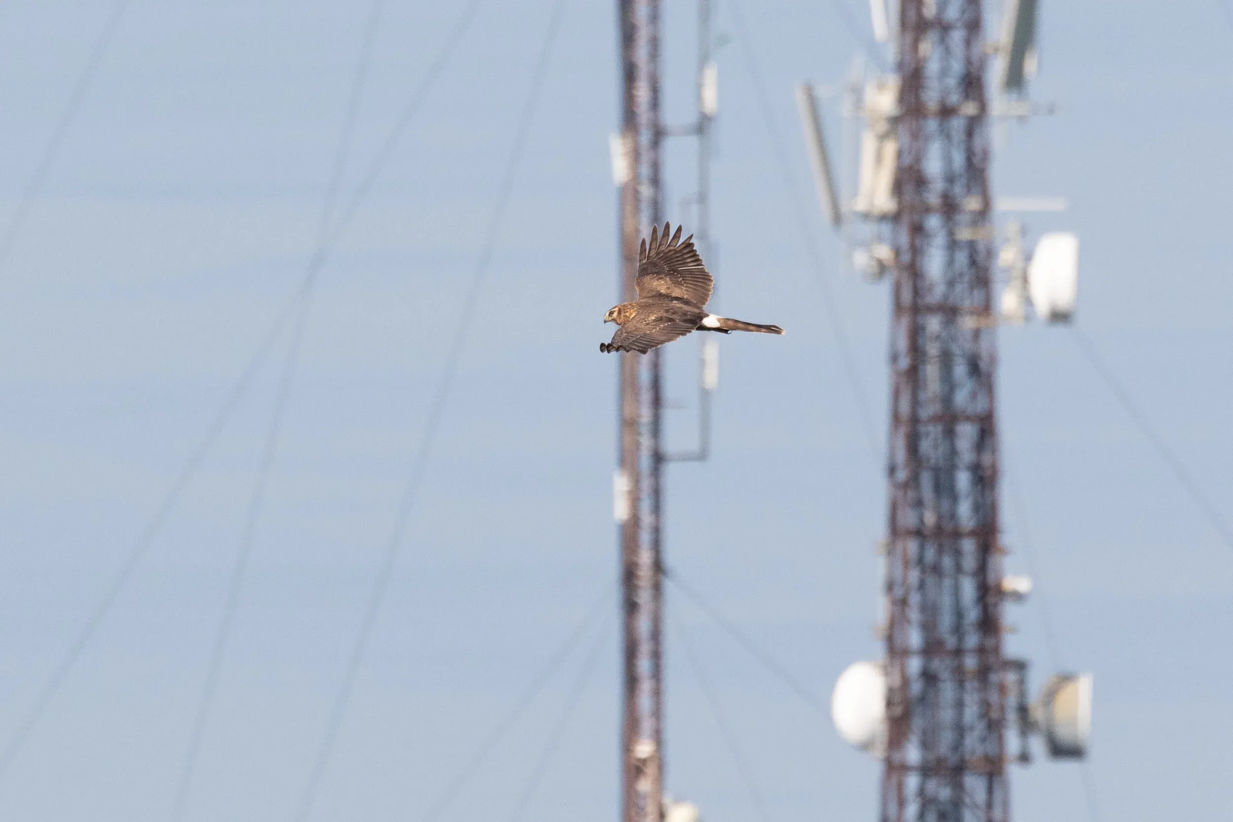 October 17th. Juvenile (probably female) Hen Harrier.