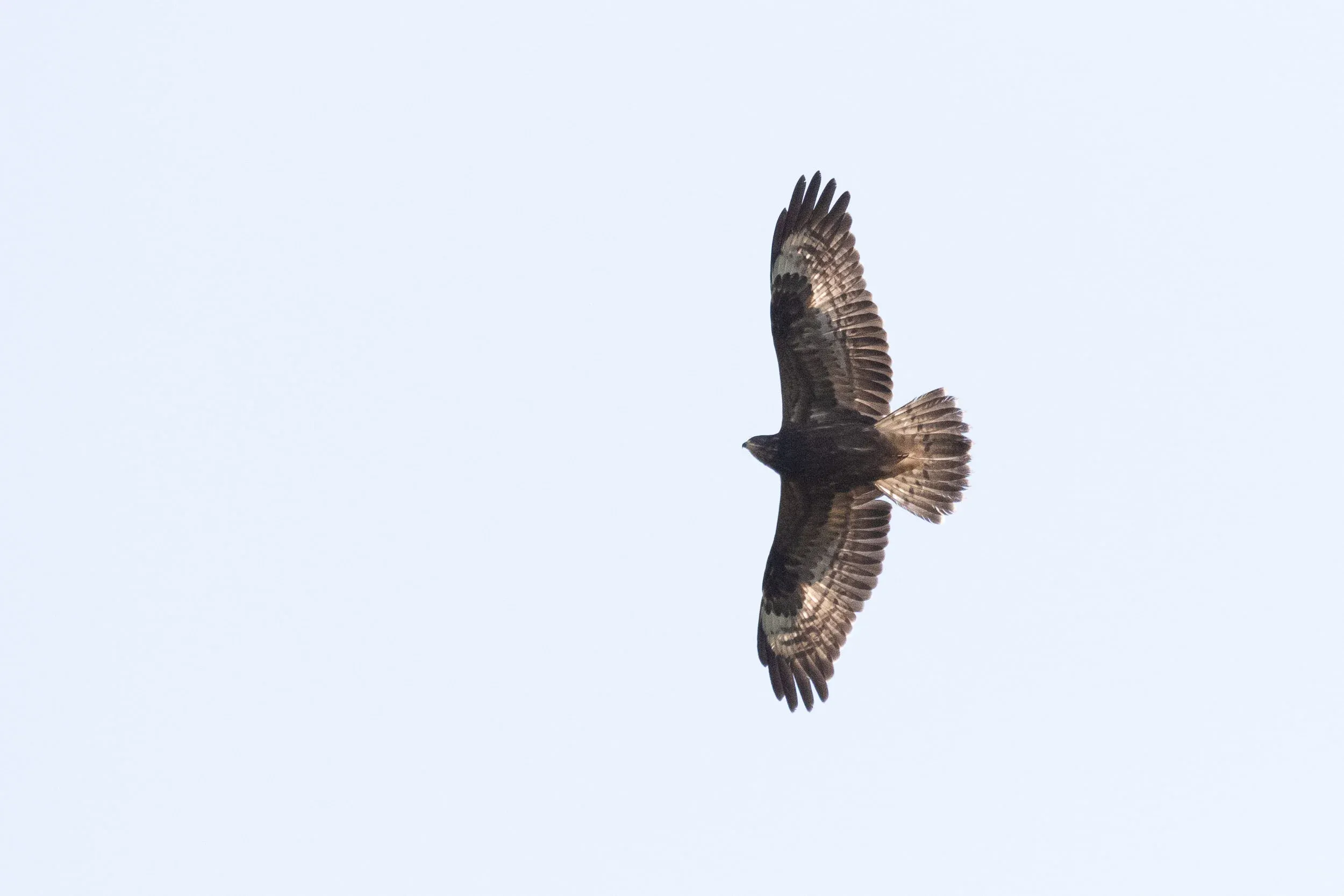October 17th. Another juvenile Honey Buzzard. This time with truly ridiculously bulging secondaries…