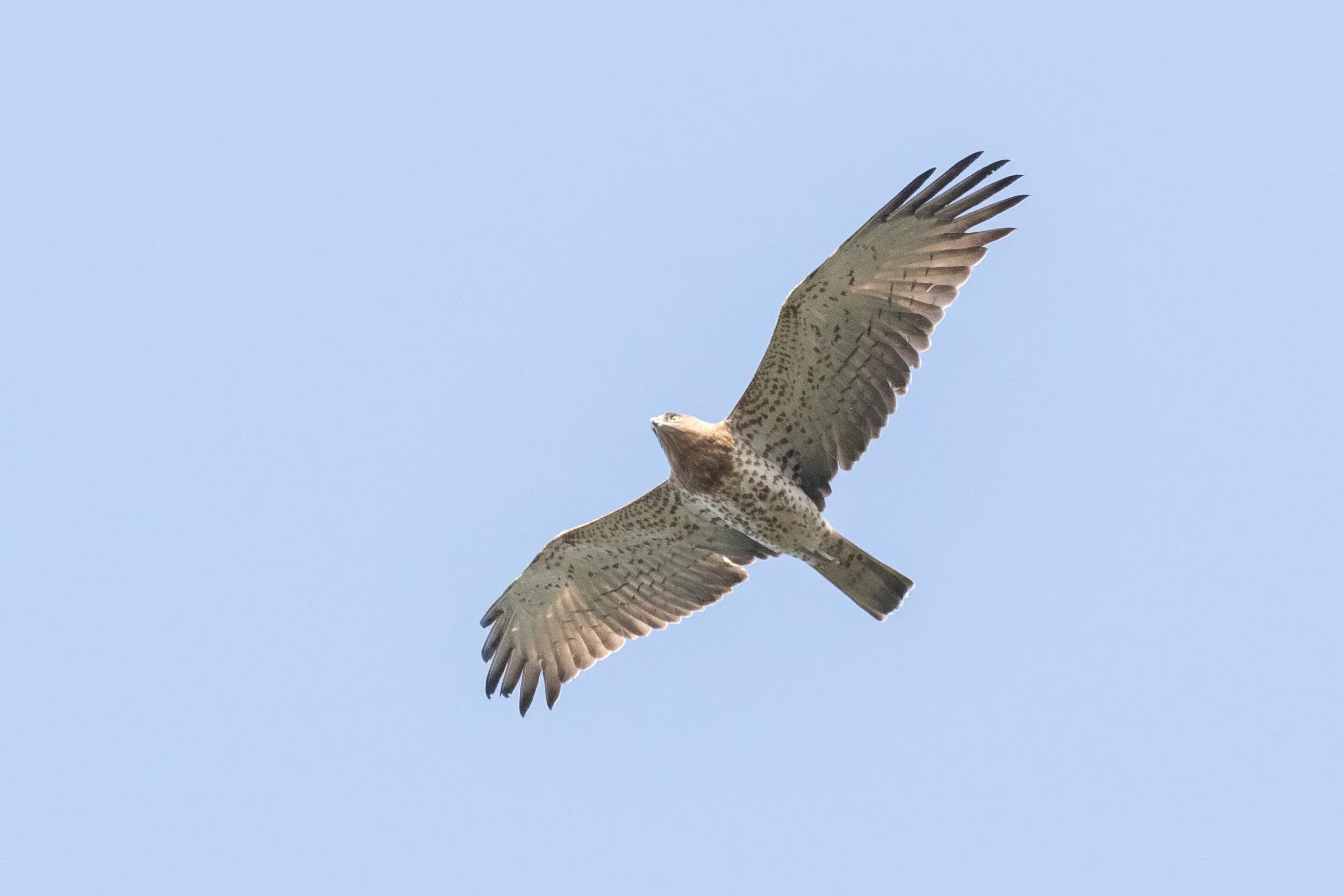 October 19th. At a quick glance it’s likely this bird would be aged as a non-juvenile, but in fact this is merely a well-marked and slightly rough looking juvenile, showing absolutely no signs of moult, lacking distinct barring in the flight feathers and a dark trailing edge.