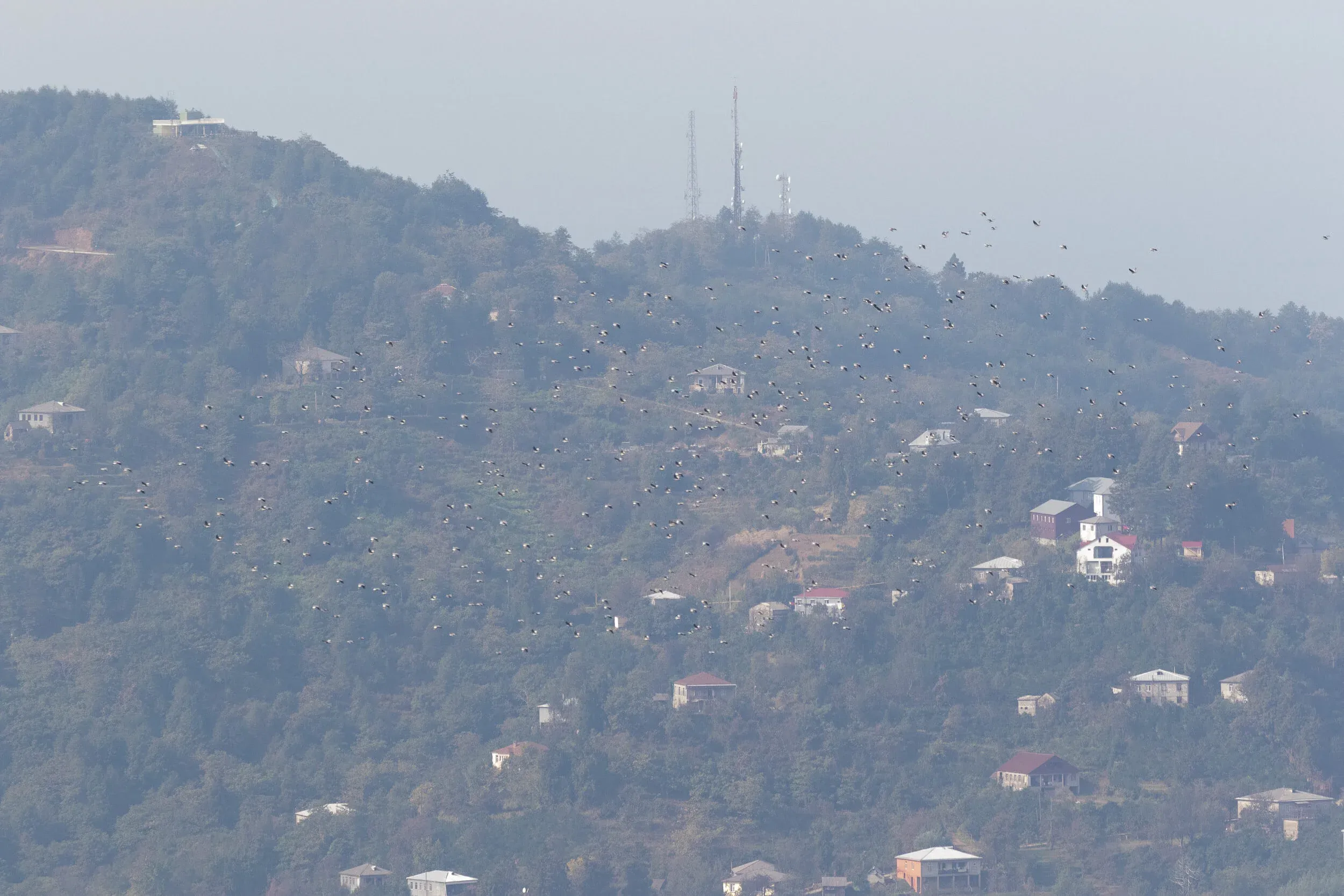 October 21st. Part of a nice and dense flock of Wood Pigeons moving through the bottleneck. The French counters on station were ecstatic…