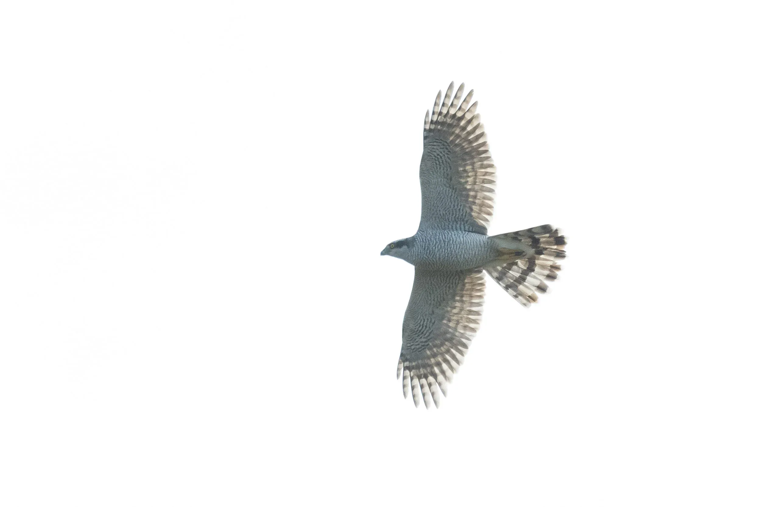 October 25th. An adult (male?) Goshawk. During the season we have only seen a few Goshawks. Most were juveniles, but in the last days of the count a few adults finally showed up.