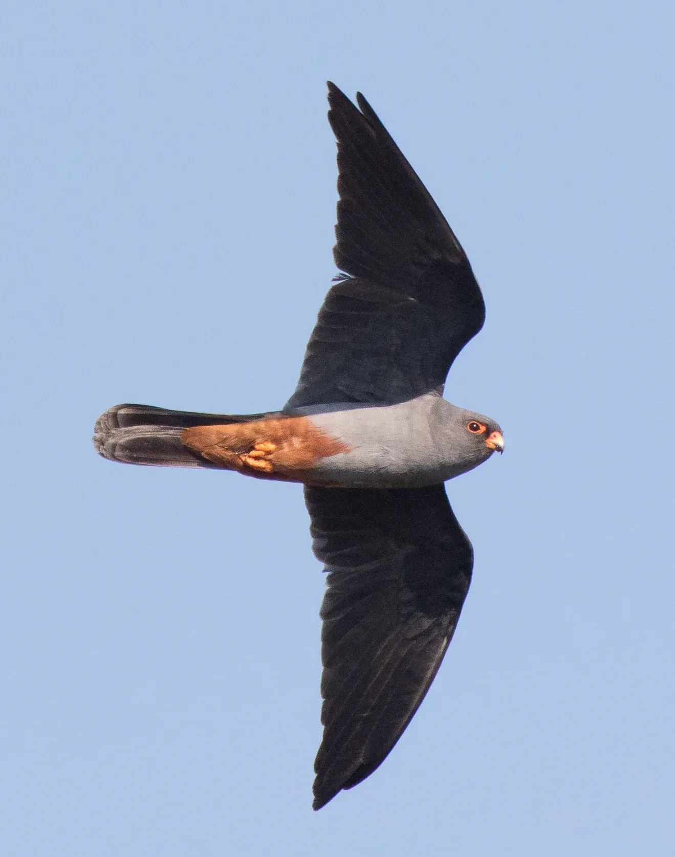 Roodpootvalk /  Falco vespertinus