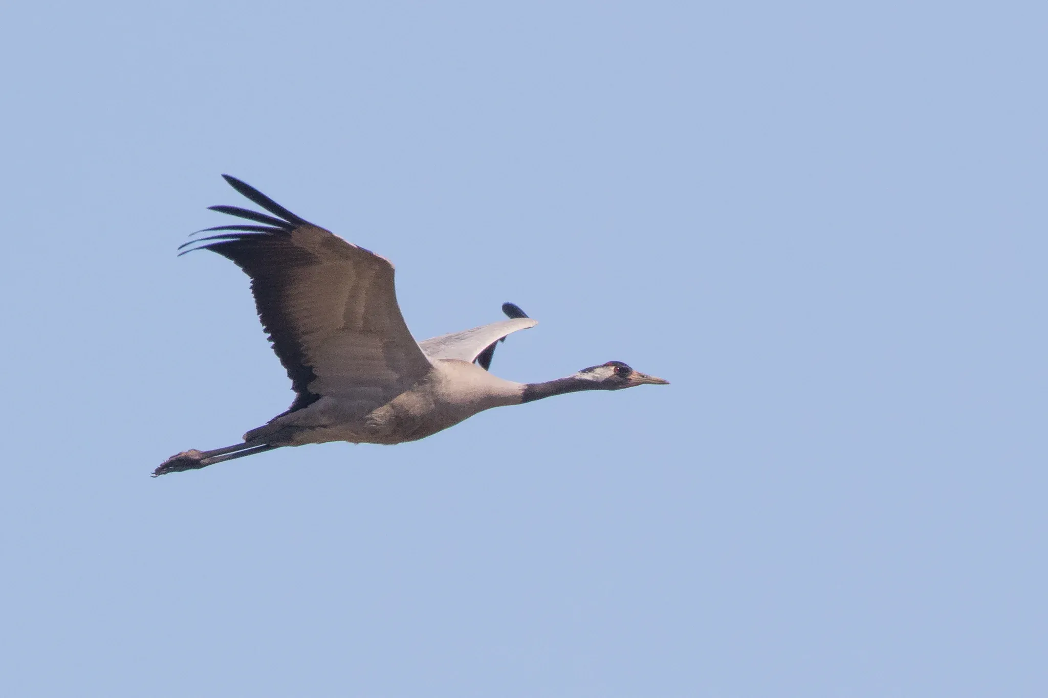 Kraanvogel /  Grus grus