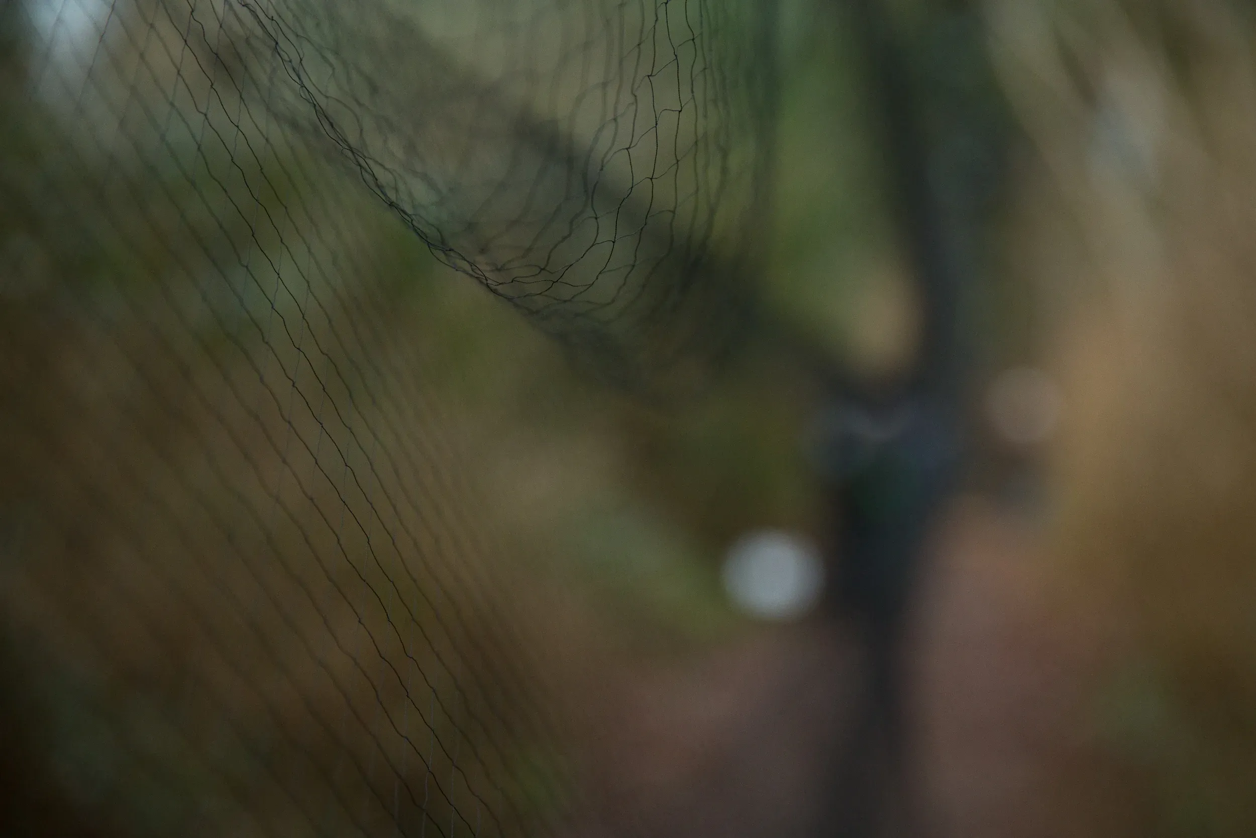 Mist nets. They are very easy to loose sight of when you walk past them, so logically these are used to catch the birds (who don&#x27;t easily see them either).