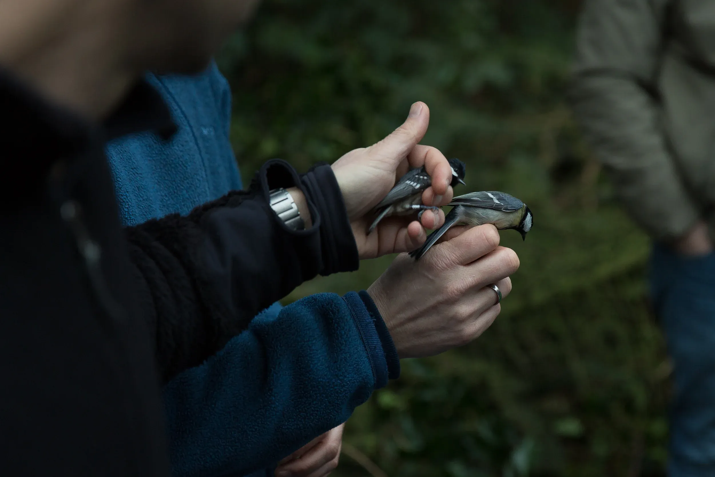 And when next to a Great tit, the difference in size clearly shows.