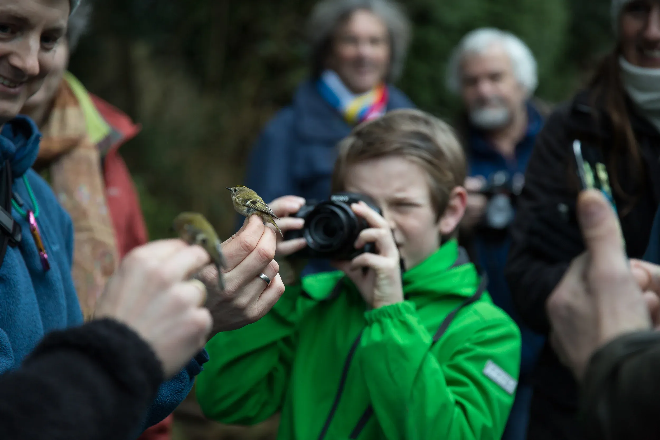 We did not catch a Bullfinch, unfortunately, but these Goldcrests, the smallest birds of Europe, more than made up for it. It&#x27;s remarkable how these birds, that measure just 8.5cm and weigh around 5 grams, are capable of flying hundreds of kilometers a day during their migration.