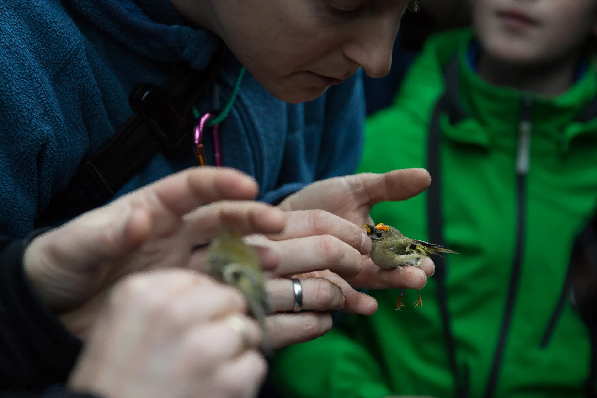 When blowing the crest feathers it becomes really clear why these birds are called Goldcrests: the males show some beautiful and very vibrant orange colors.