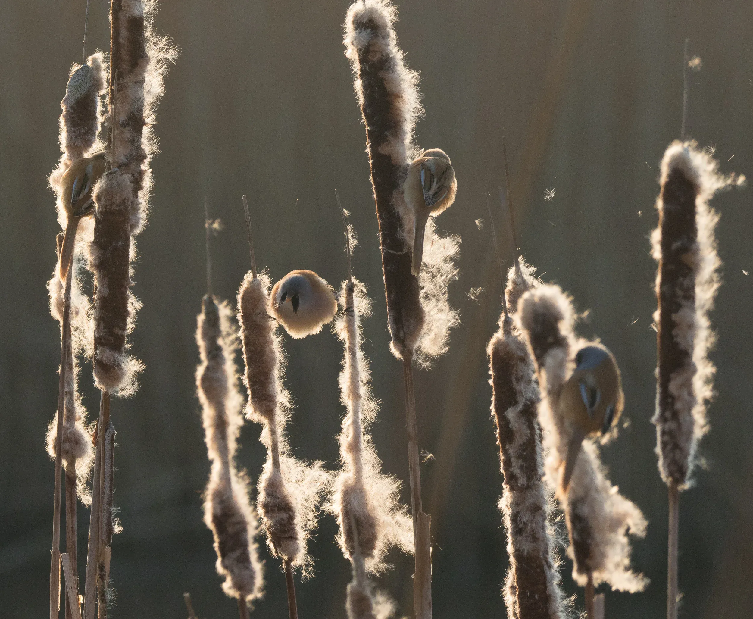 Bearded tit /  Panurus biarmicus