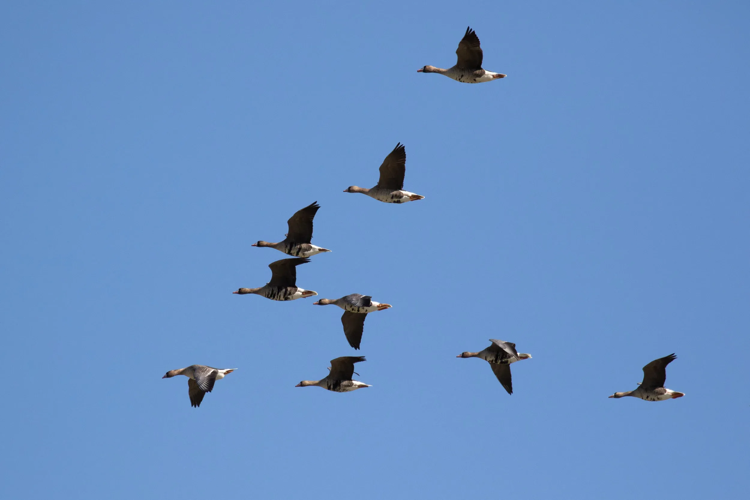 Greater White-fronted Geese.