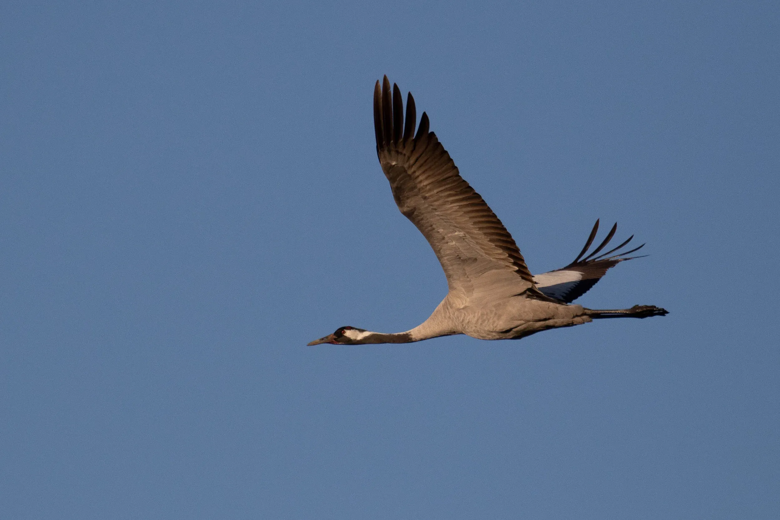 A single adult Common Crane making a close flyby.