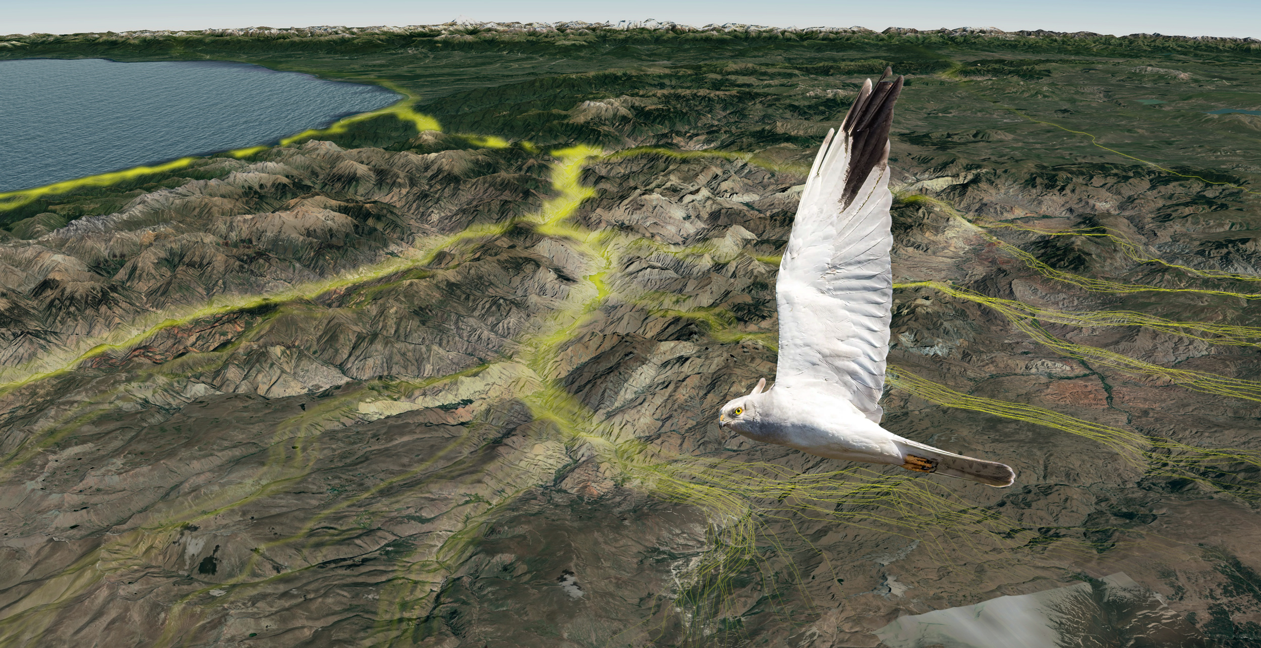 Spring migration routes overlaid by a Pallid Harrier