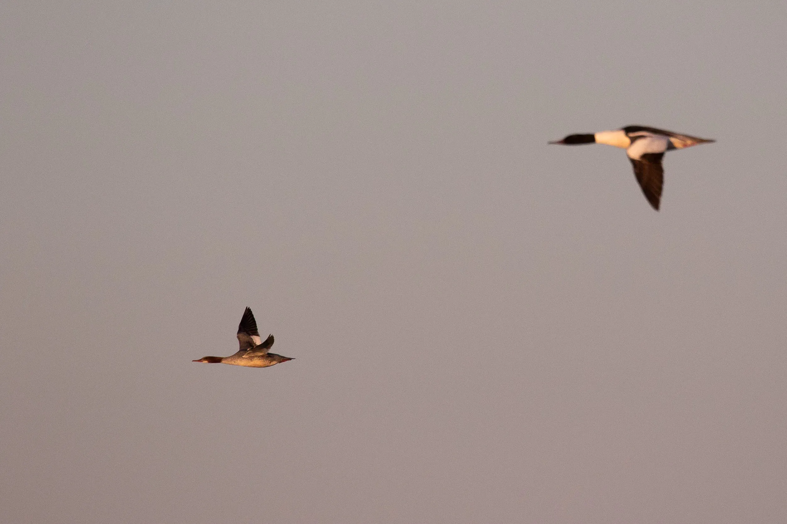 Female and male Goosander.