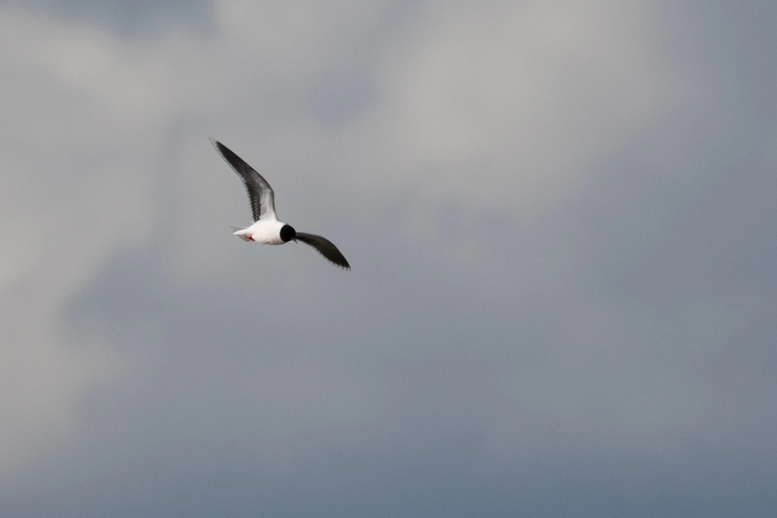 Adult Little Gull. Photographing these birds poses one major challenge: getting a little bit of catch light in the eyes. So far I have failed miserably at that. Until I manage to do so I am convinced the black cap and eye of these birds can be classified among our blackest materials possible.