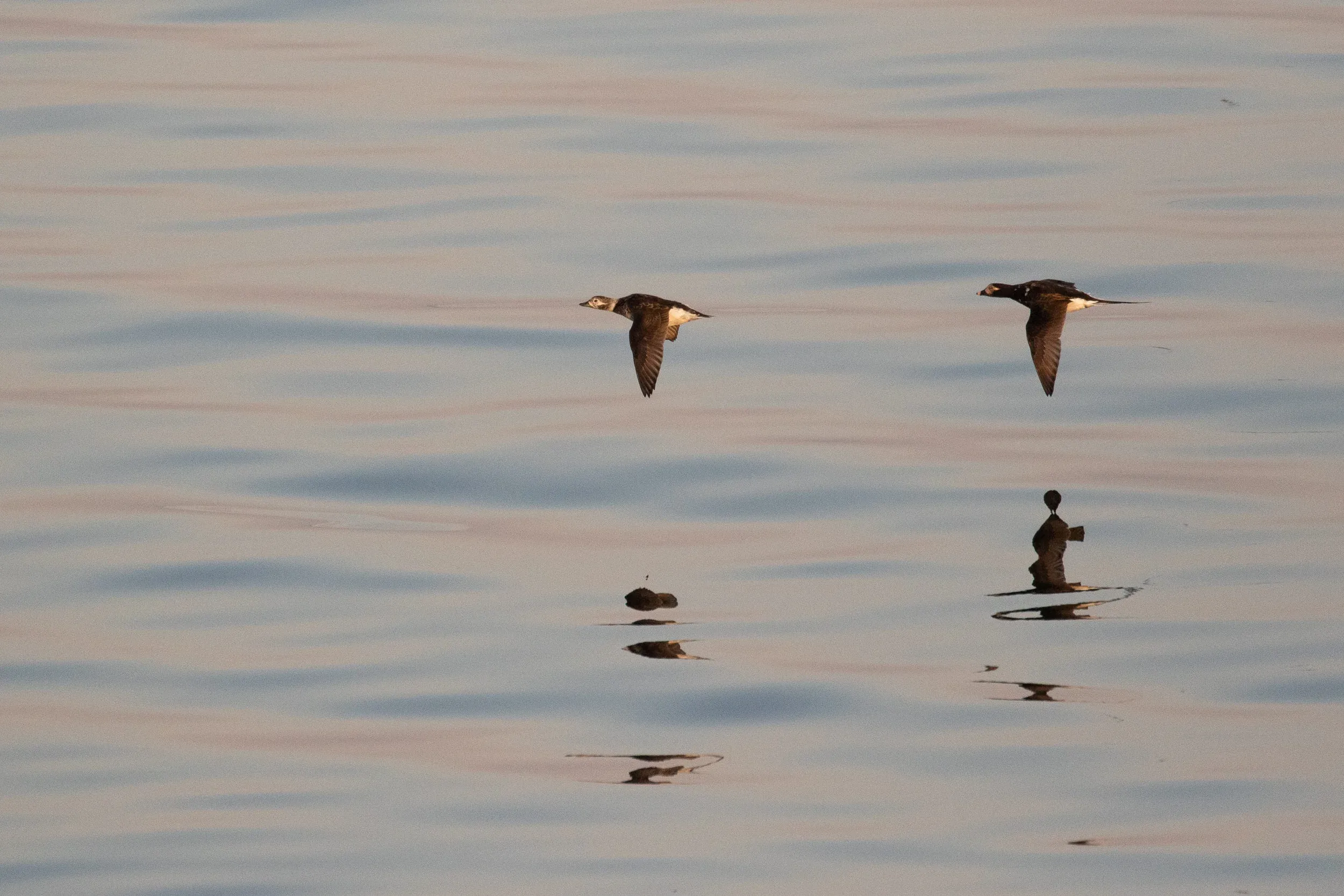 Long-tailed Ducks.