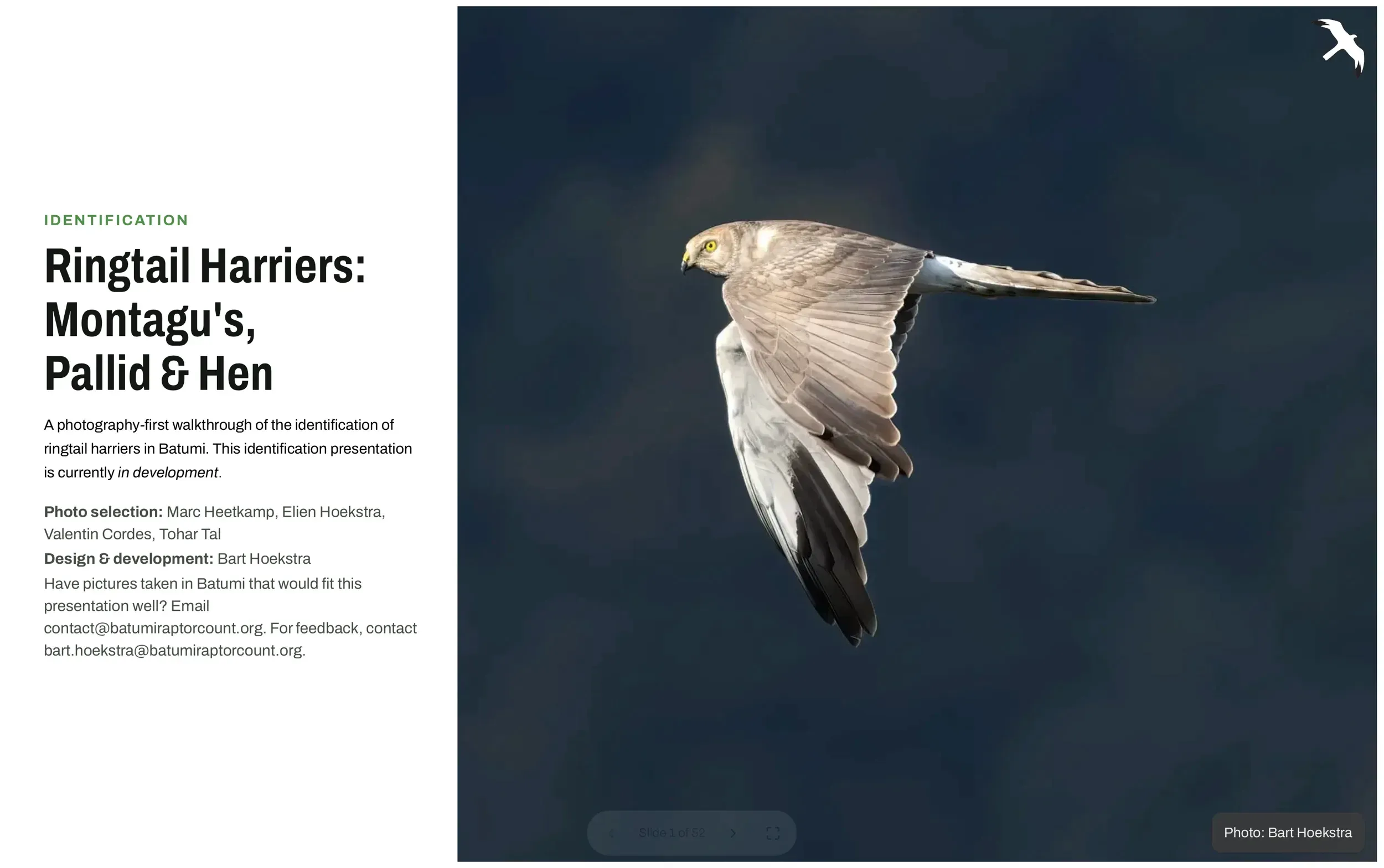 Opening slide of the ringtail harrier identification presentation, featuring a male Pallid Harrier in flight.