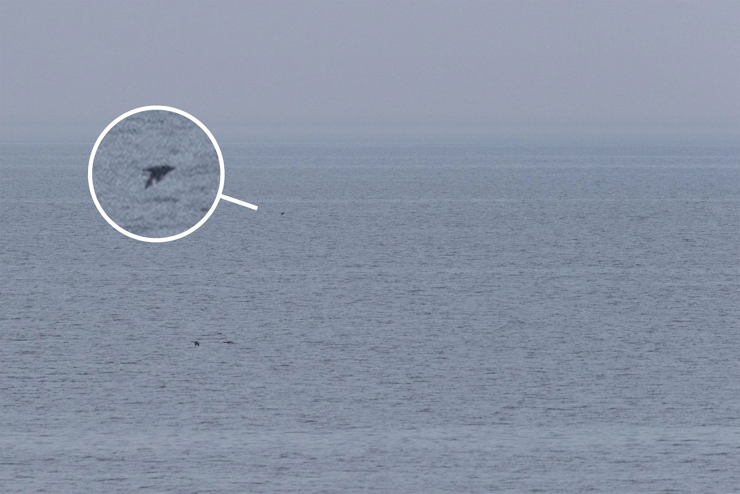 The 5th Great Skua for Estonia and we have the pixels to prove it.